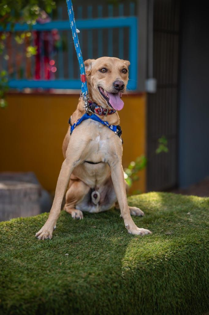 Enlarge Monkey, a Adoptable mixed breed in Portland, OR image 5/6
