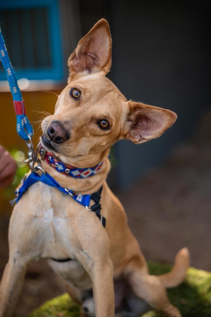 Enlarge Monkey, a Adoptable mixed breed in Portland, OR image 6/6