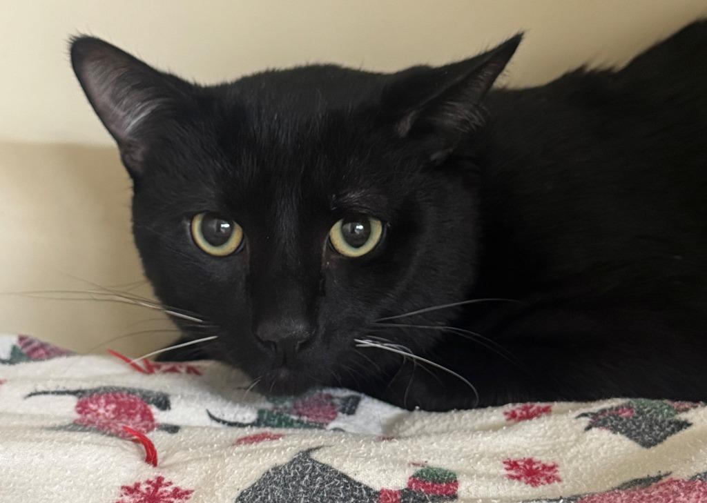 ZEUS, a Adoptable mixed breed in Hastings, MI image 1/2