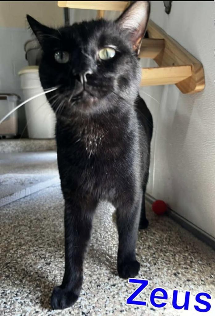 ZEUS, a Adoptable mixed breed in Hastings, MI image 2/3