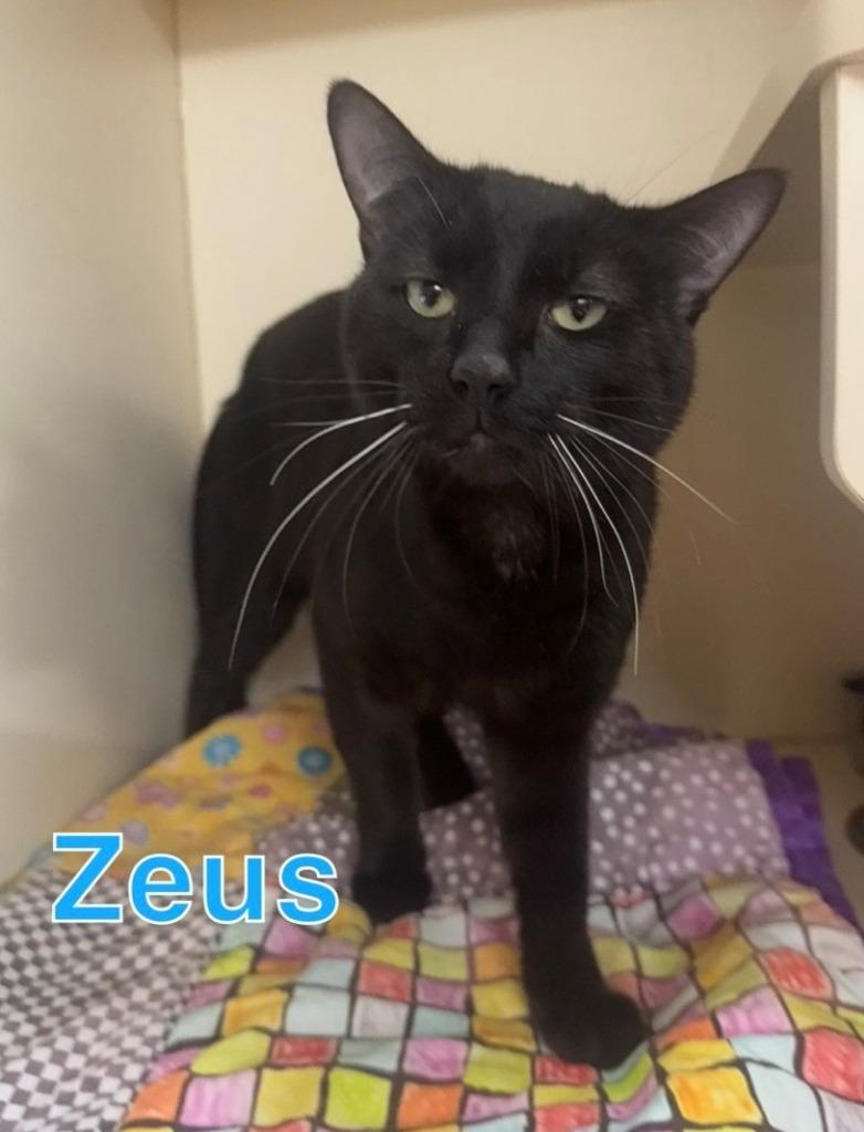 Enlarge ZEUS, a Adoptable mixed breed in Hastings, MI image 2/2