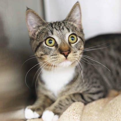 Enlarge Chicken, a Adoptable mixed breed in Atlanta, GA image 1/1