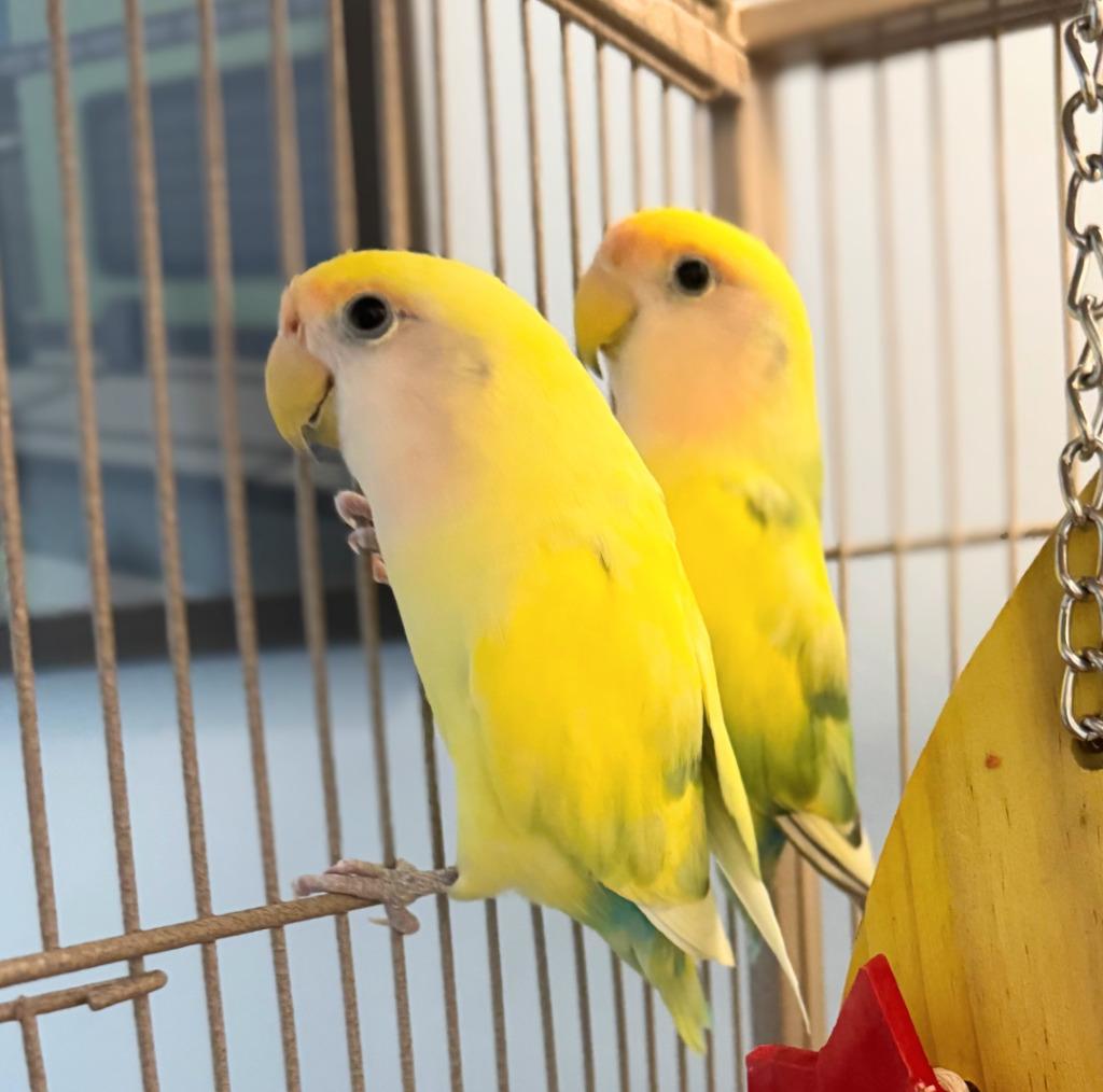 Lorato, Adoptable, Young Male Lovebird.