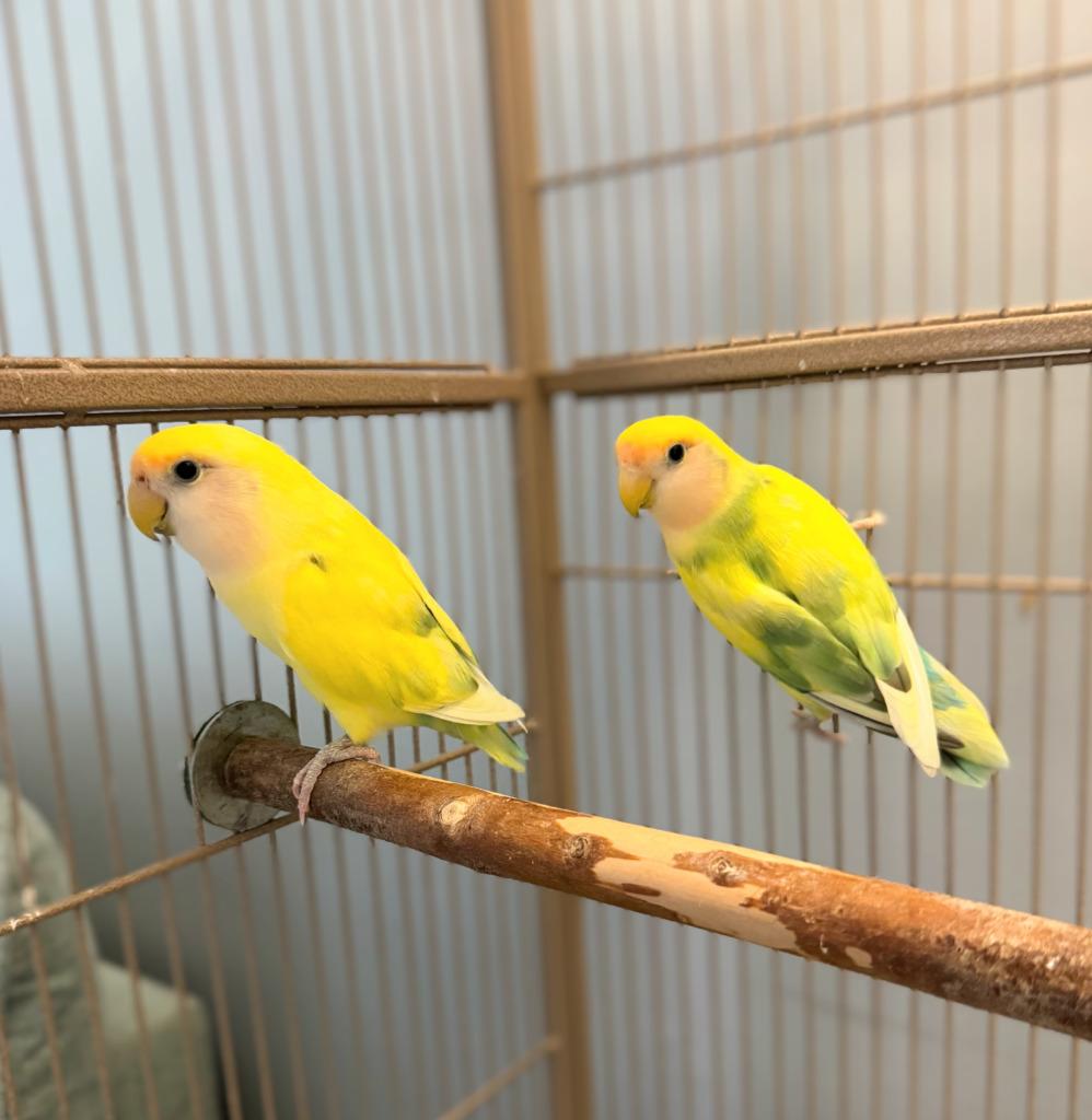 Lorato, a Adoptable Lovebird in Ballwin, MO image 1/6
