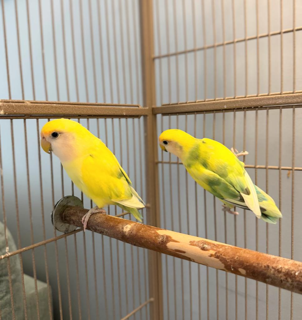 Lorato, a Adoptable Lovebird in Ballwin, MO image 3/6