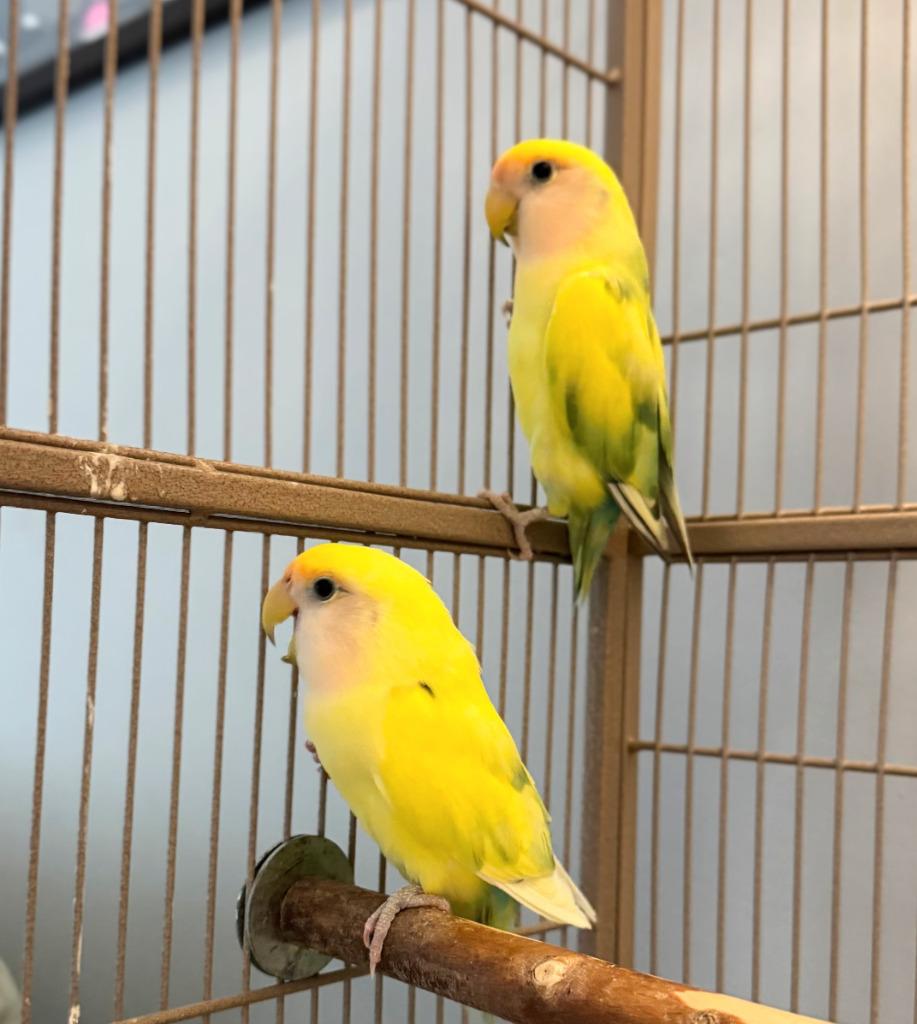 Lorato, a Adoptable Lovebird in Ballwin, MO image 6/6
