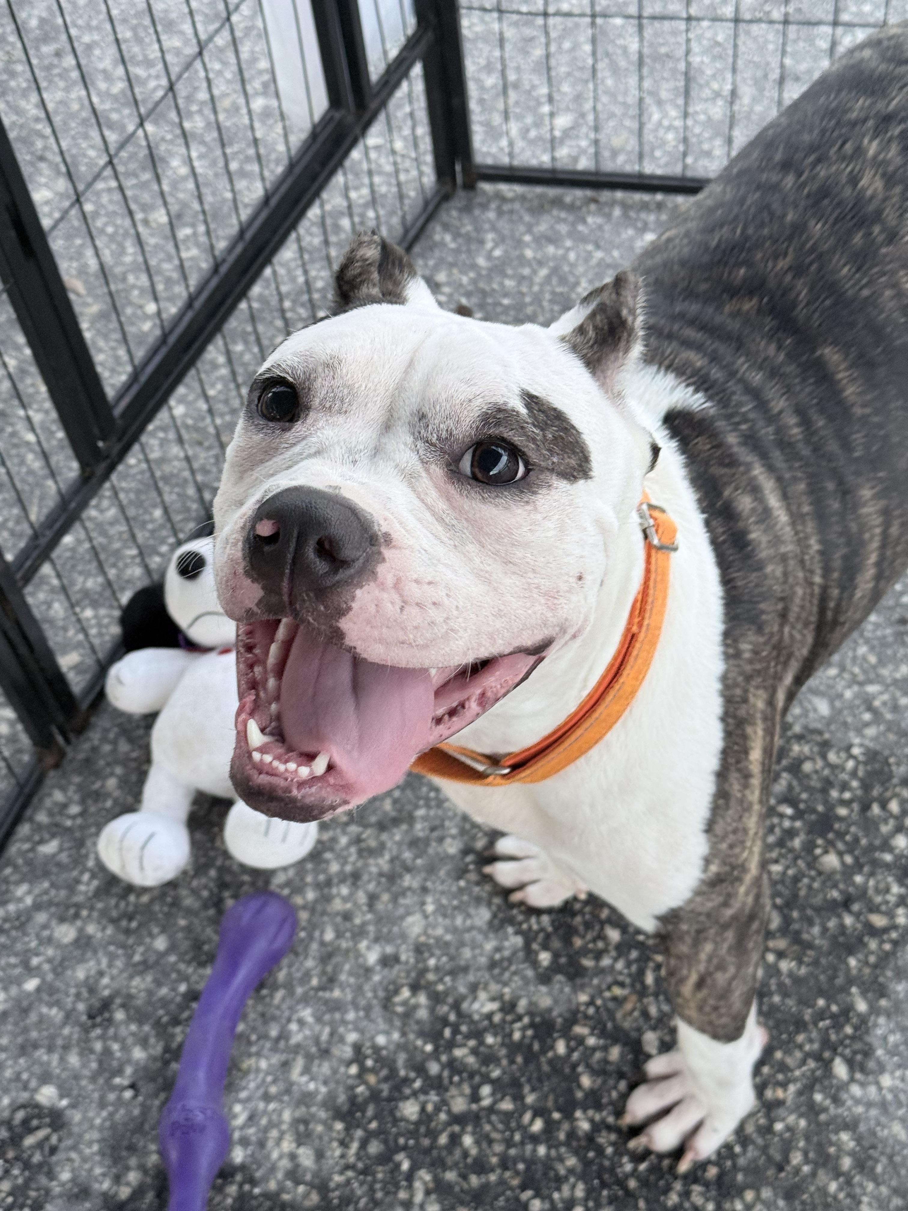 Enlarge Bronx, a Adoptable Bulldog in Lutz, FL image 1/4