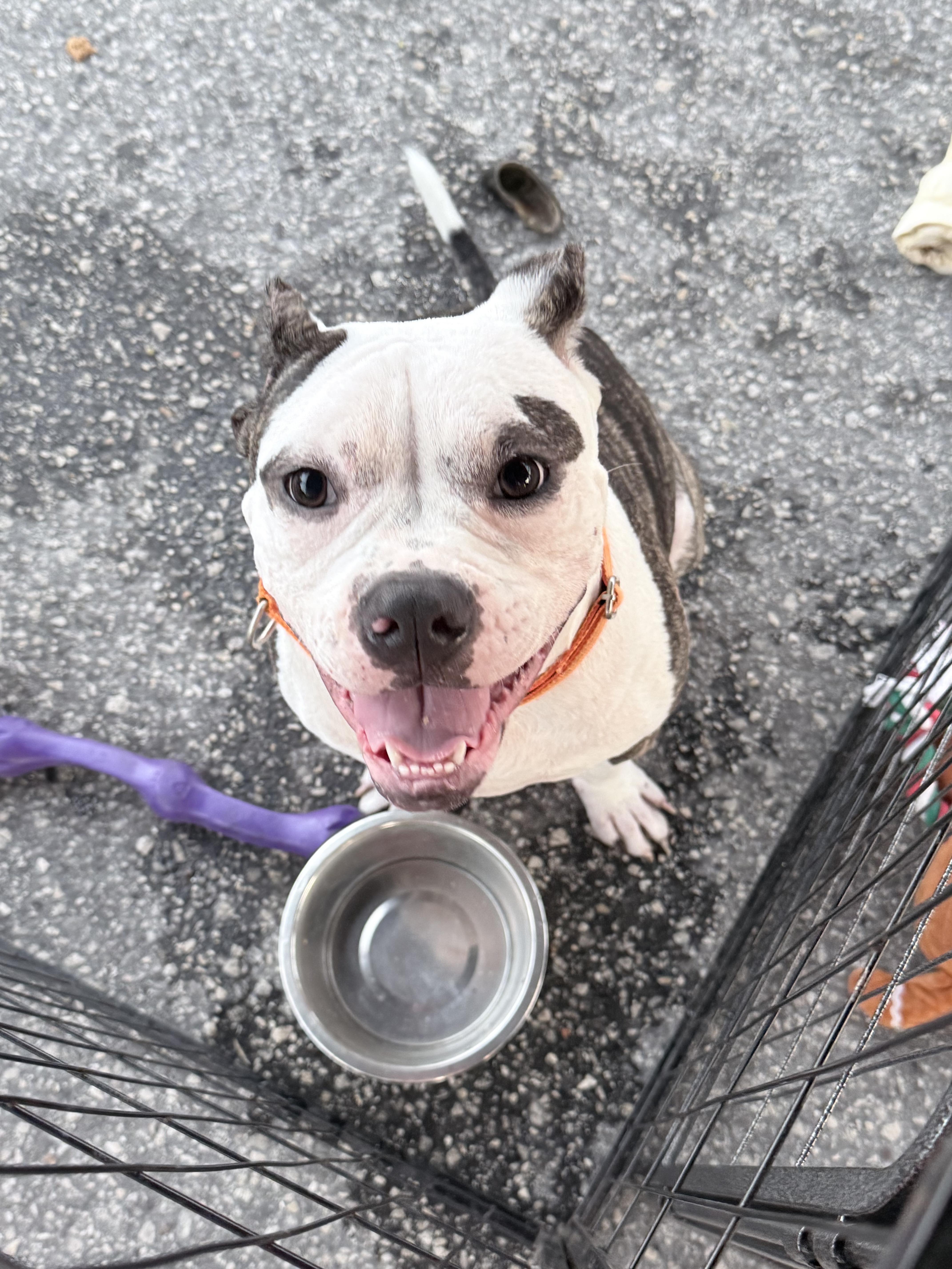 Enlarge Bronx, a Adoptable Bulldog in Lutz, FL image 2/4