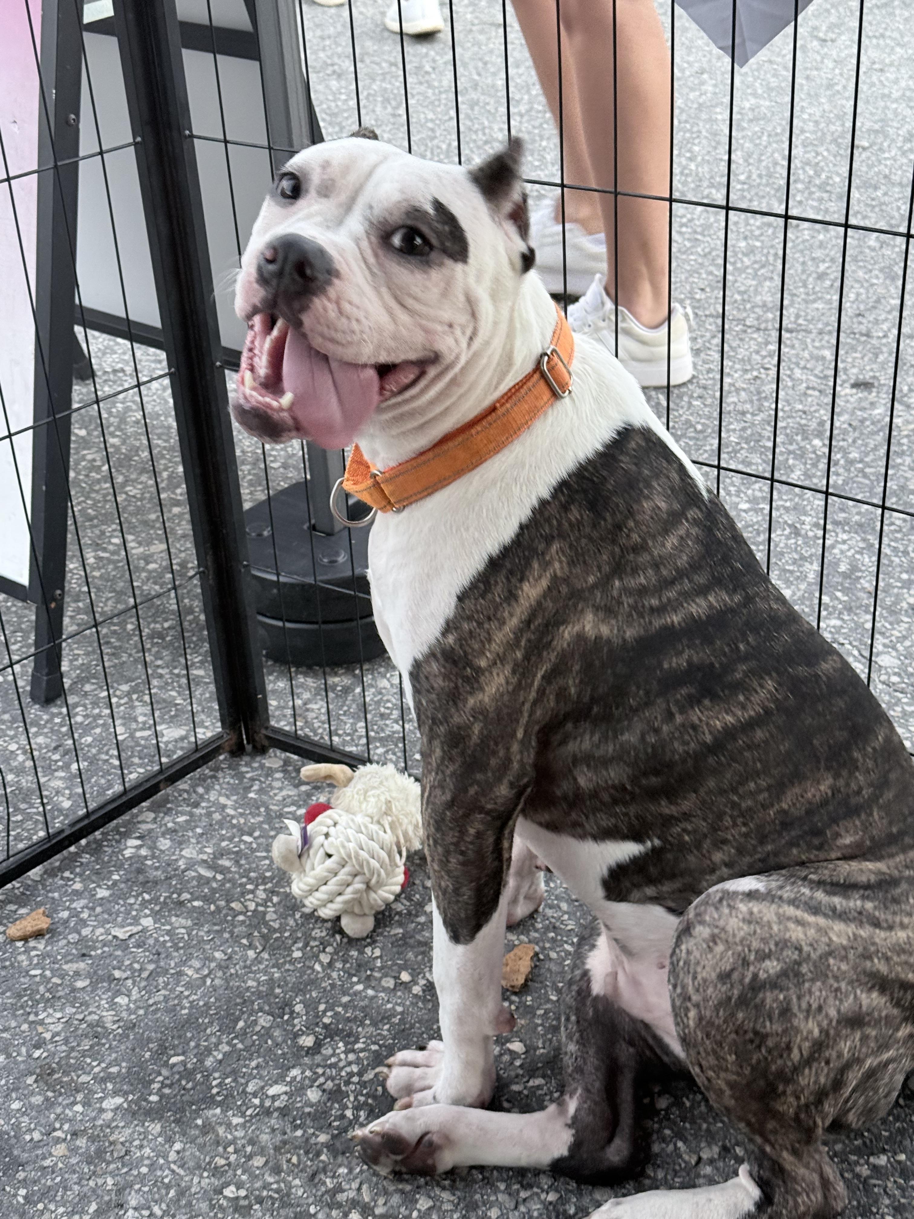 Enlarge Bronx, a Adoptable Bulldog in Lutz, FL image 3/4