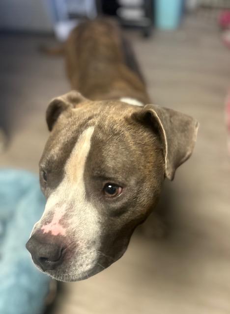 Rigby, adopted, Young Male Mixed Breed.