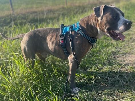 Enlarge Rigby, an adopted Mixed Breed in Georgetown, SC image 2/3