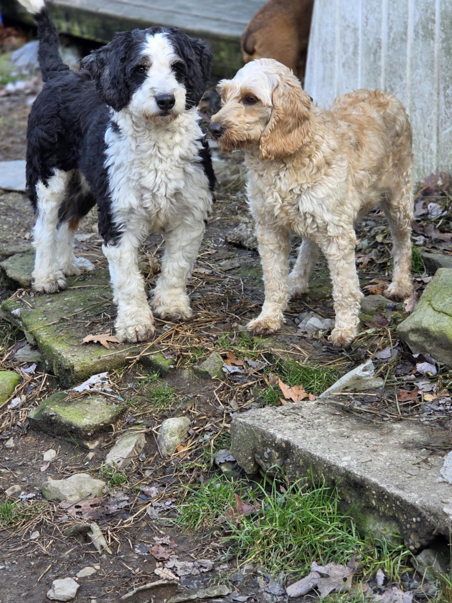 Enlarge Cocoa, an adopted mixed breed in Wurtsboro, NY image 2/3