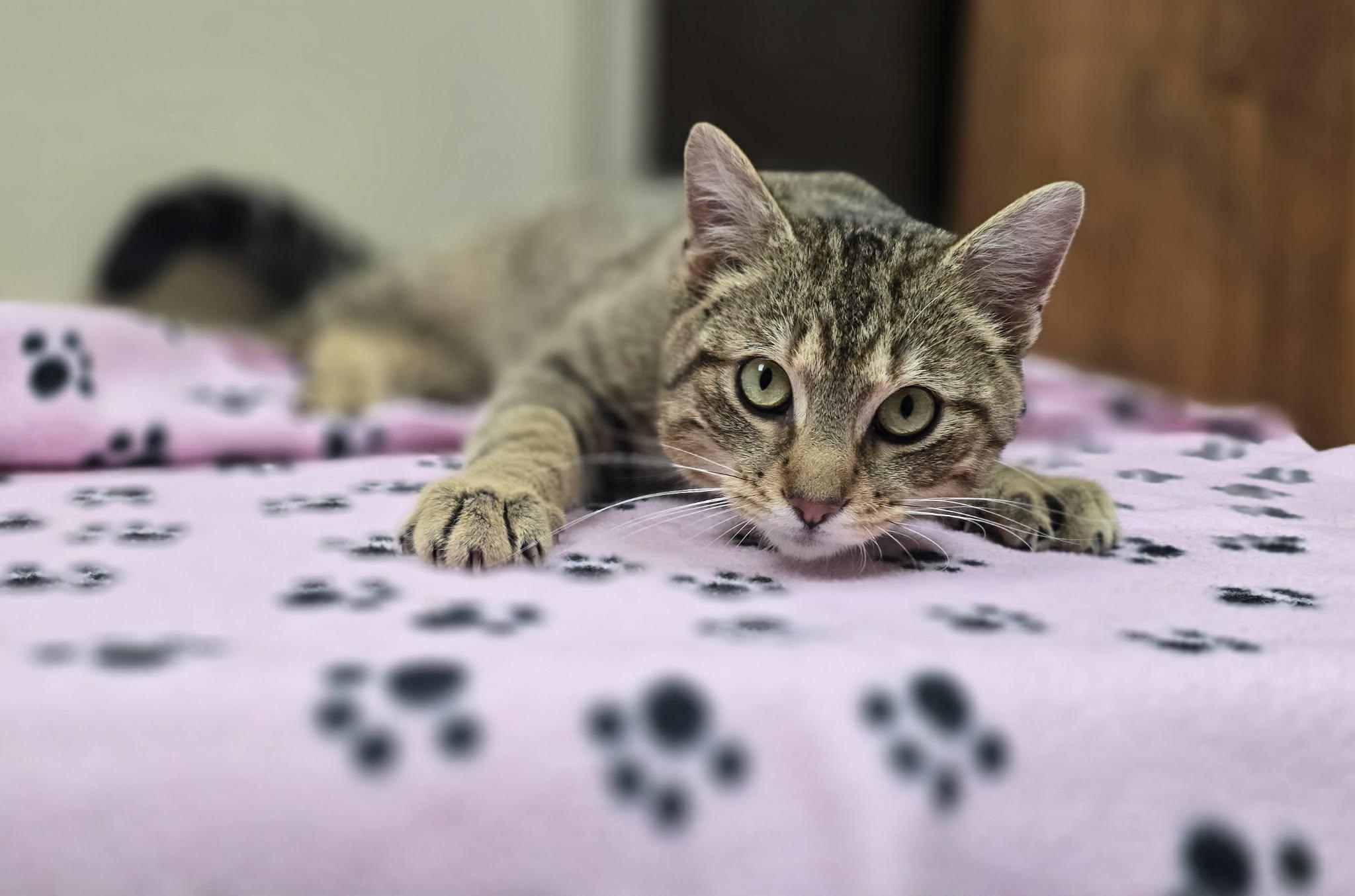 Carmine, an adopted Domestic Short Hair in New Castle, PA image 5/6