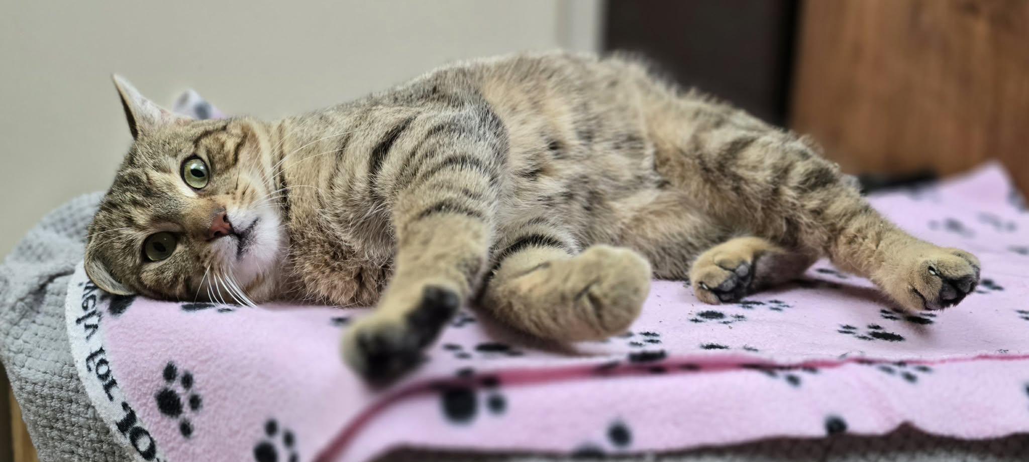 Carmine, an adopted Domestic Short Hair in New Castle, PA image 6/6