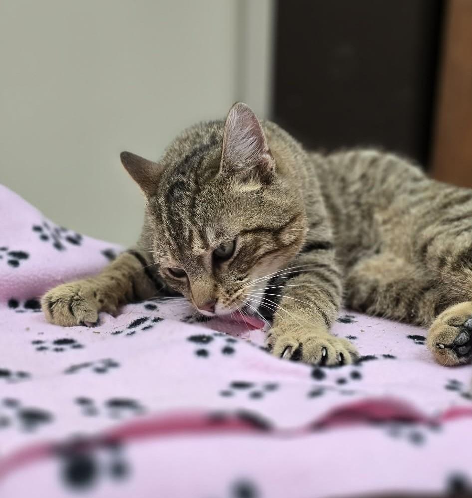 Carmine, an adopted Domestic Short Hair in New Castle, PA image 3/6