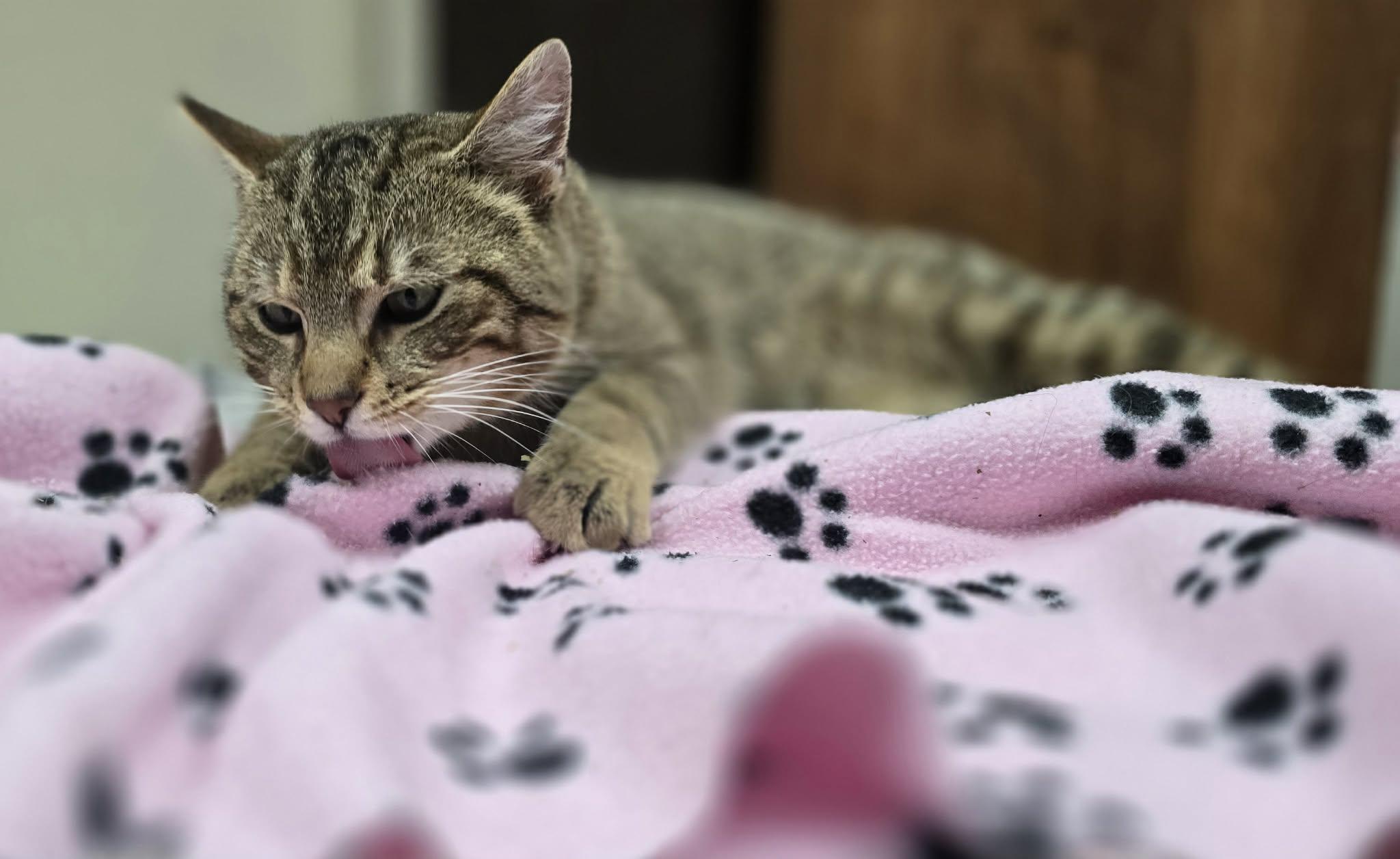 Carmine, adopted, Young Male Domestic Short Hair.