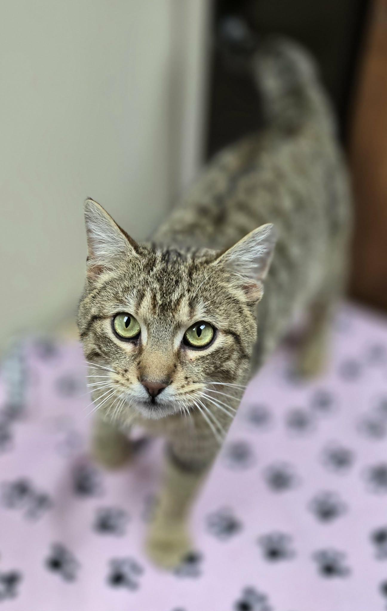 Carmine, an adopted Domestic Short Hair in New Castle, PA image 4/6