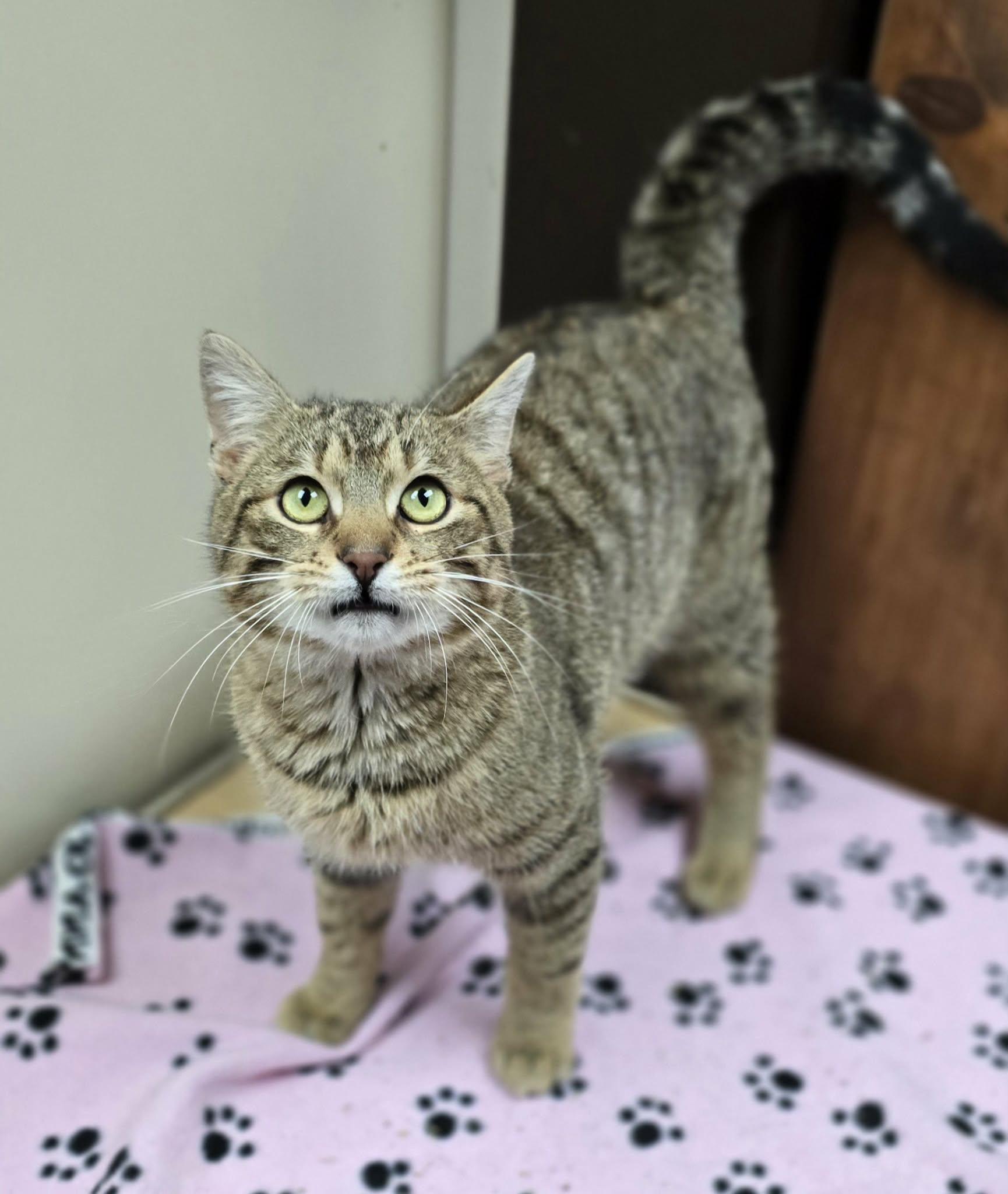 Carmine, an adopted Domestic Short Hair in New Castle, PA image 2/6