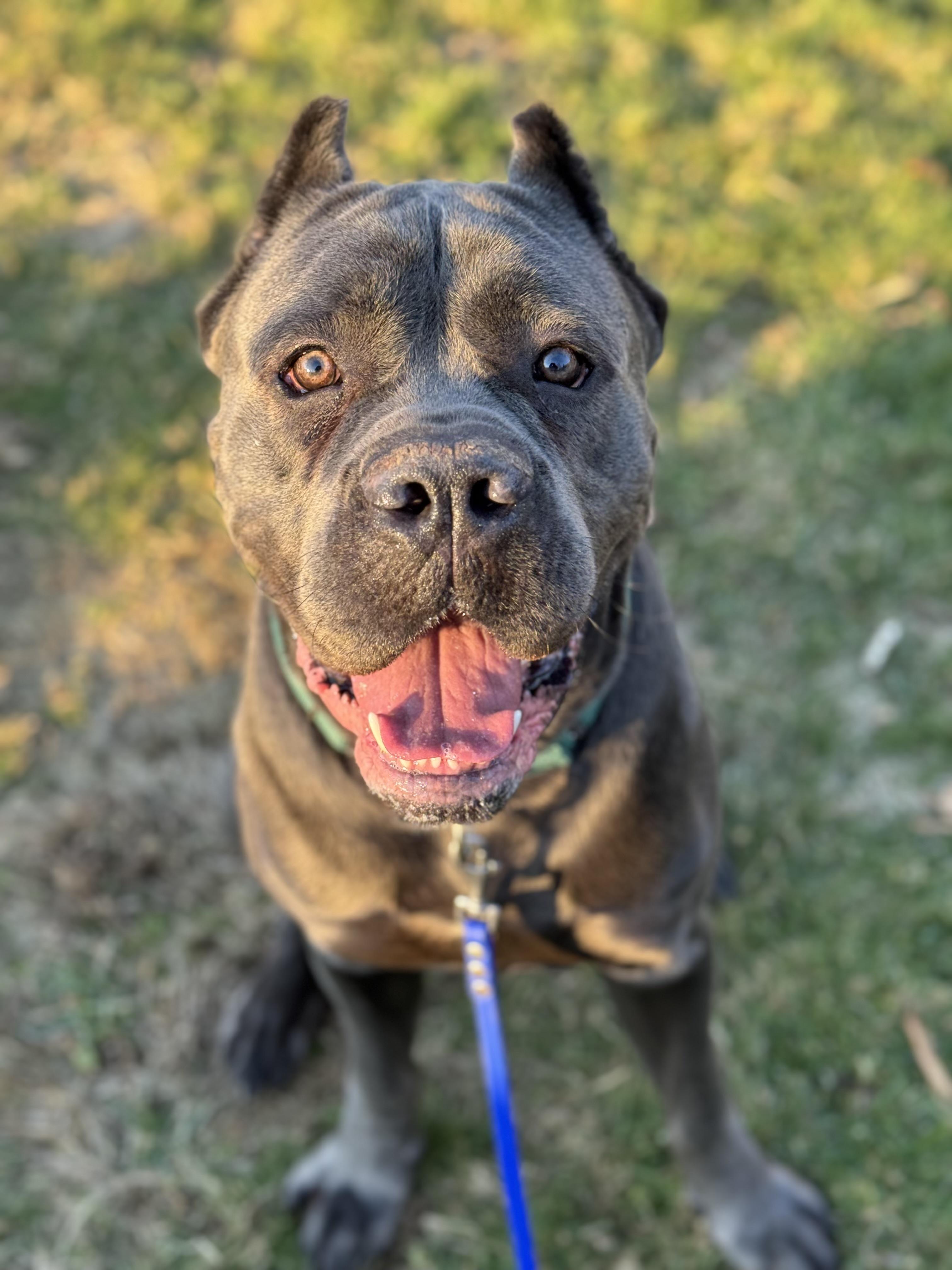 Enlarge Shaq, an adopted Cane Corso in Nutting Lake, MA image 2/5