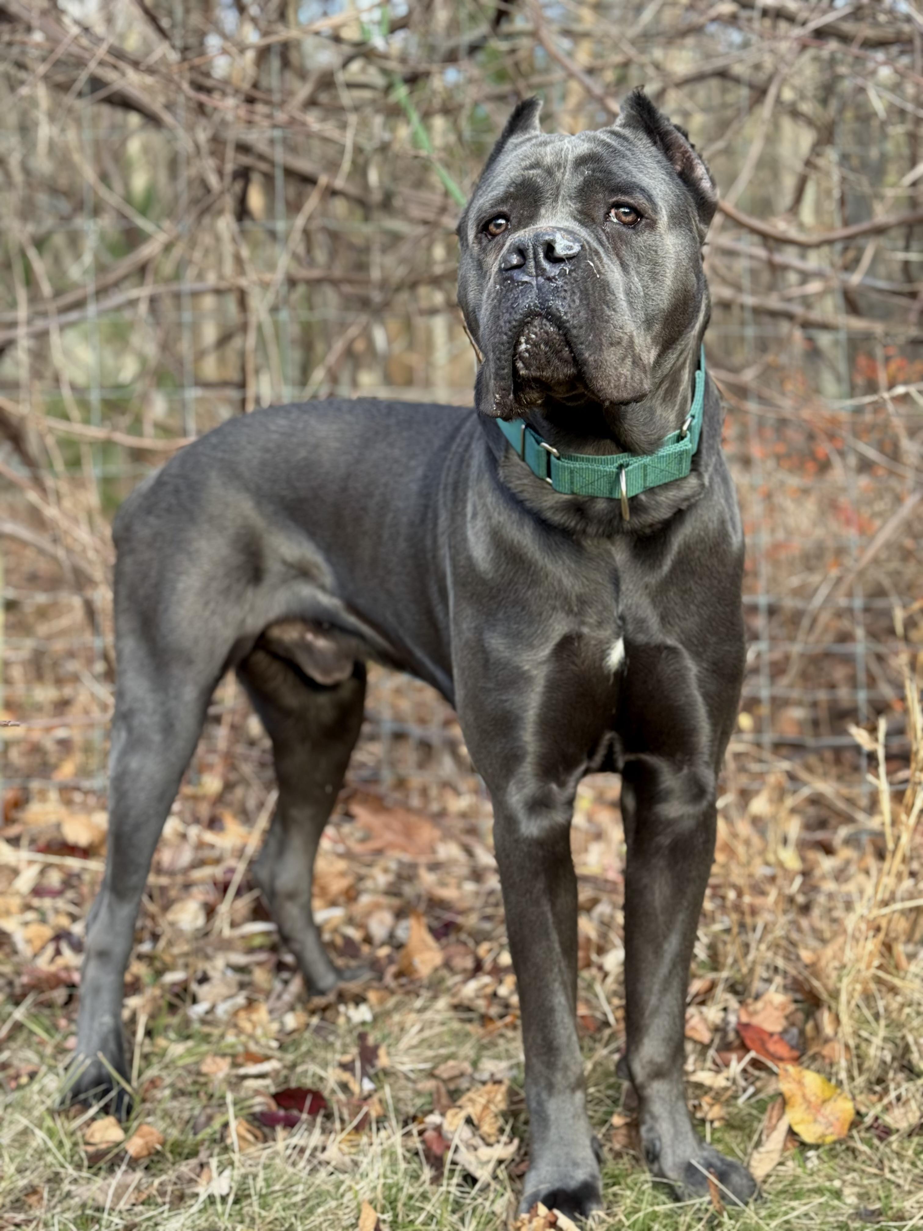 Enlarge Shaq, an adopted Cane Corso in Nutting Lake, MA image 3/5