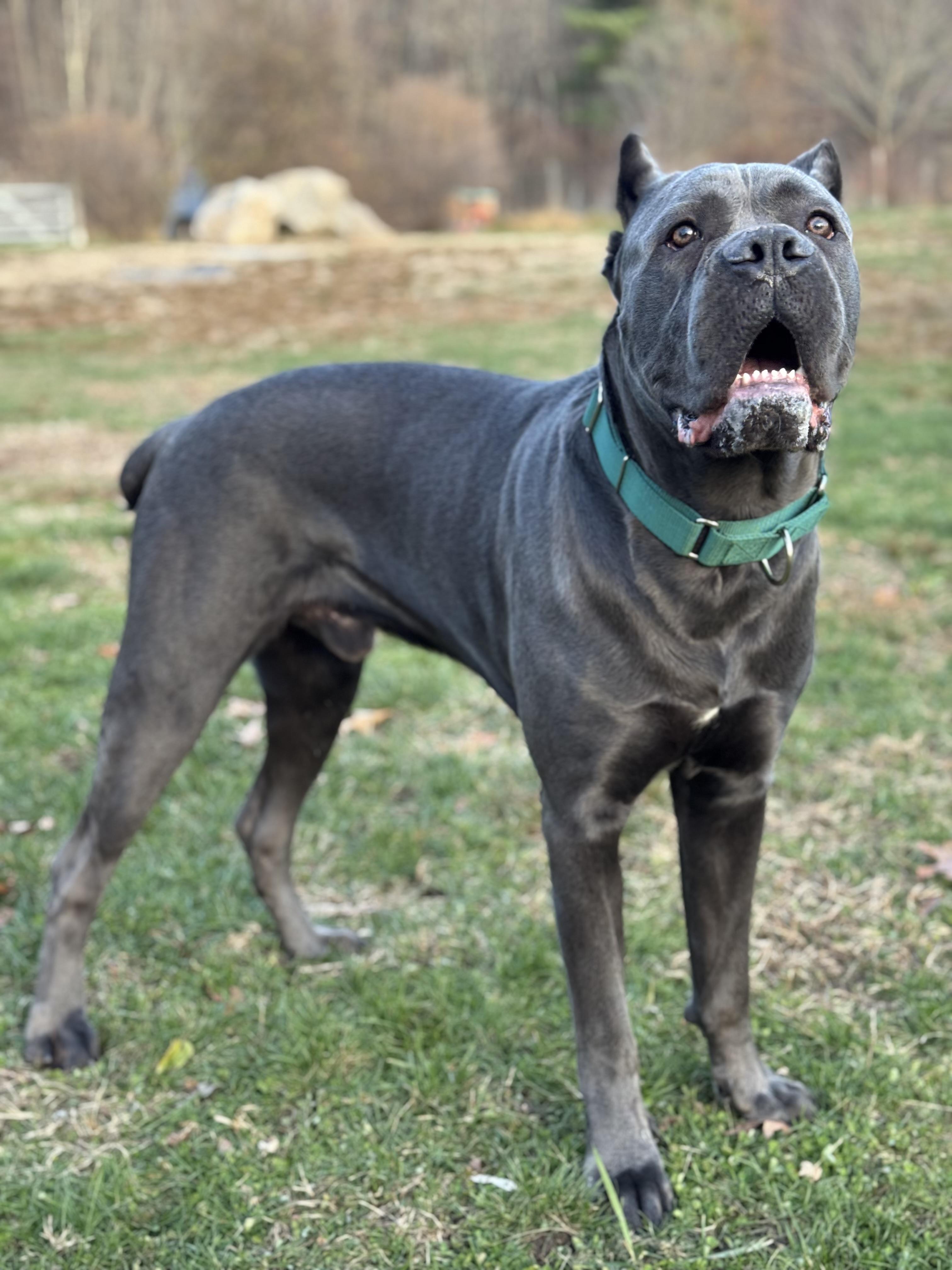 Enlarge Shaq, an adopted Cane Corso in Nutting Lake, MA image 4/5
