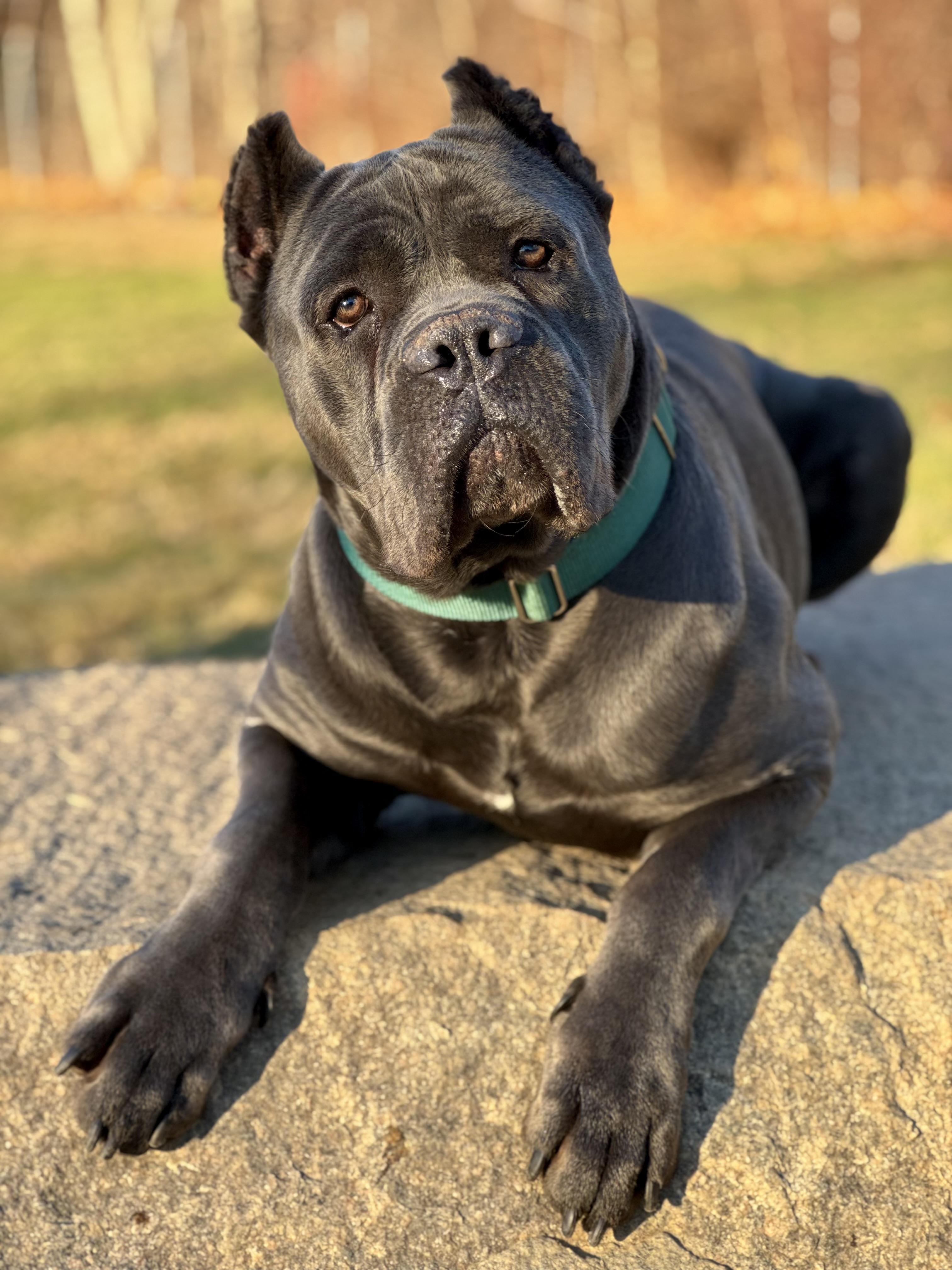 Enlarge Shaq, an adopted Cane Corso in Nutting Lake, MA image 5/5
