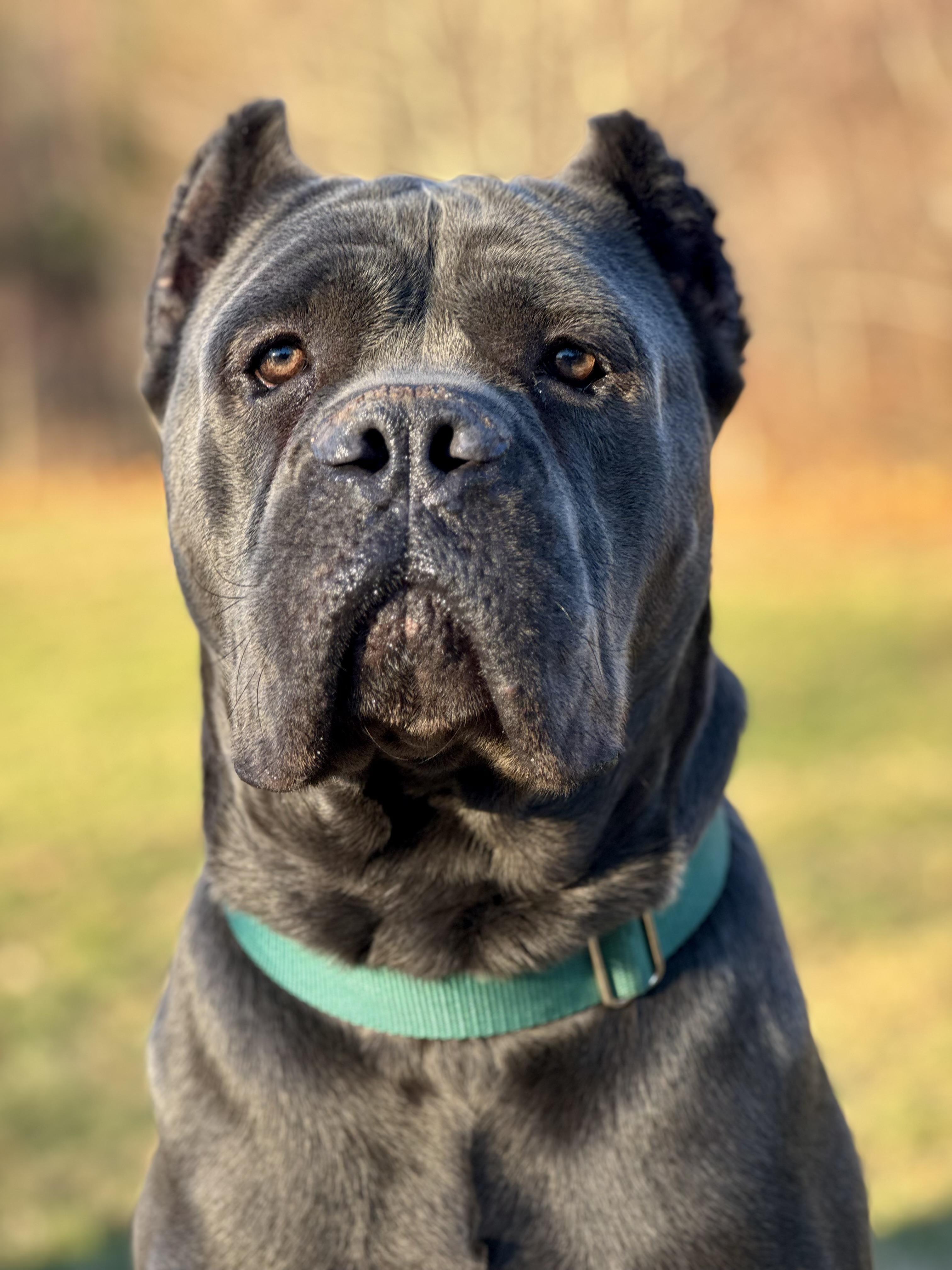 Enlarge Shaq, an adopted Cane Corso in Nutting Lake, MA image 1/5