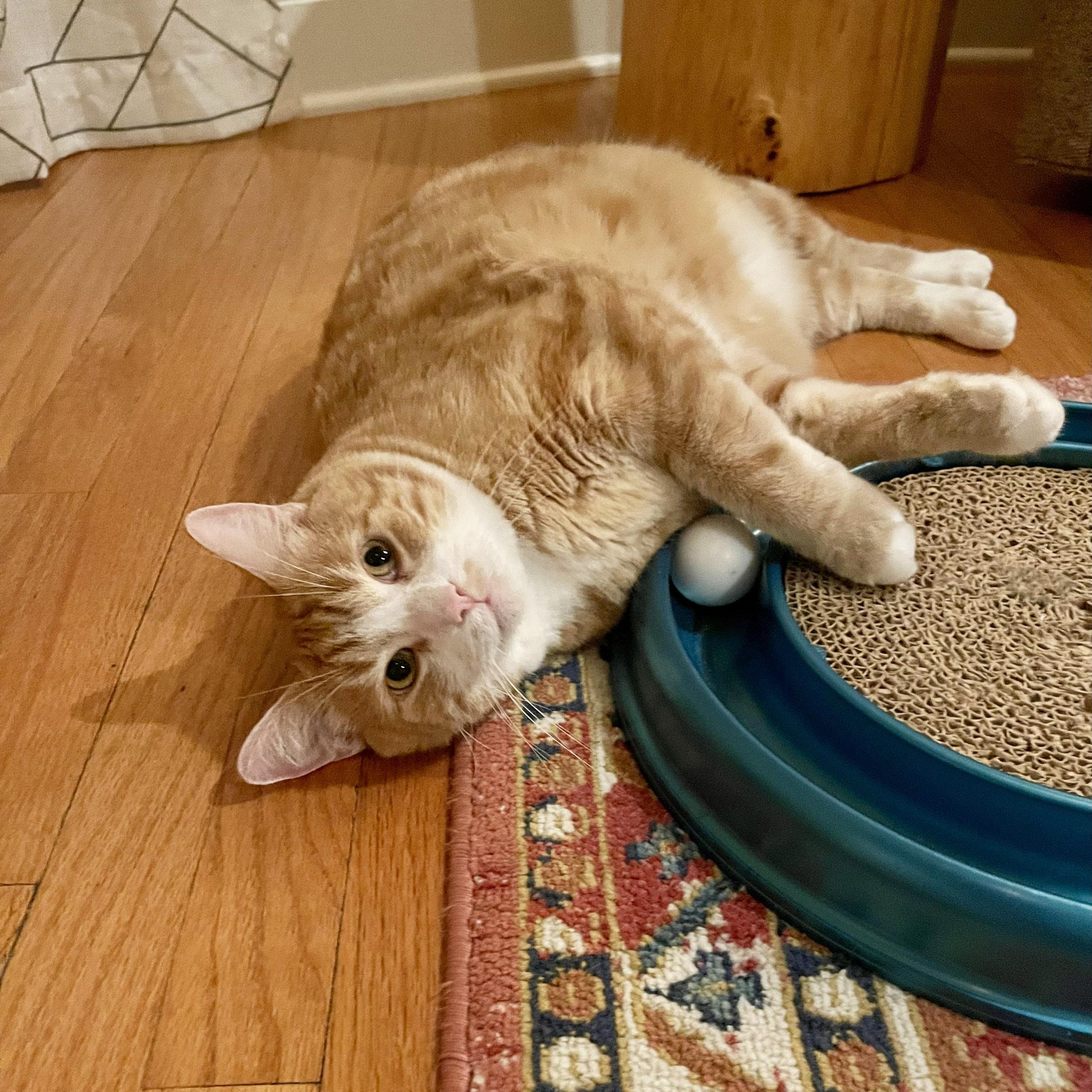 Enlarge Buddy McDoyle, a Adoption Pending Tabby in Chicago, IL image 4/6