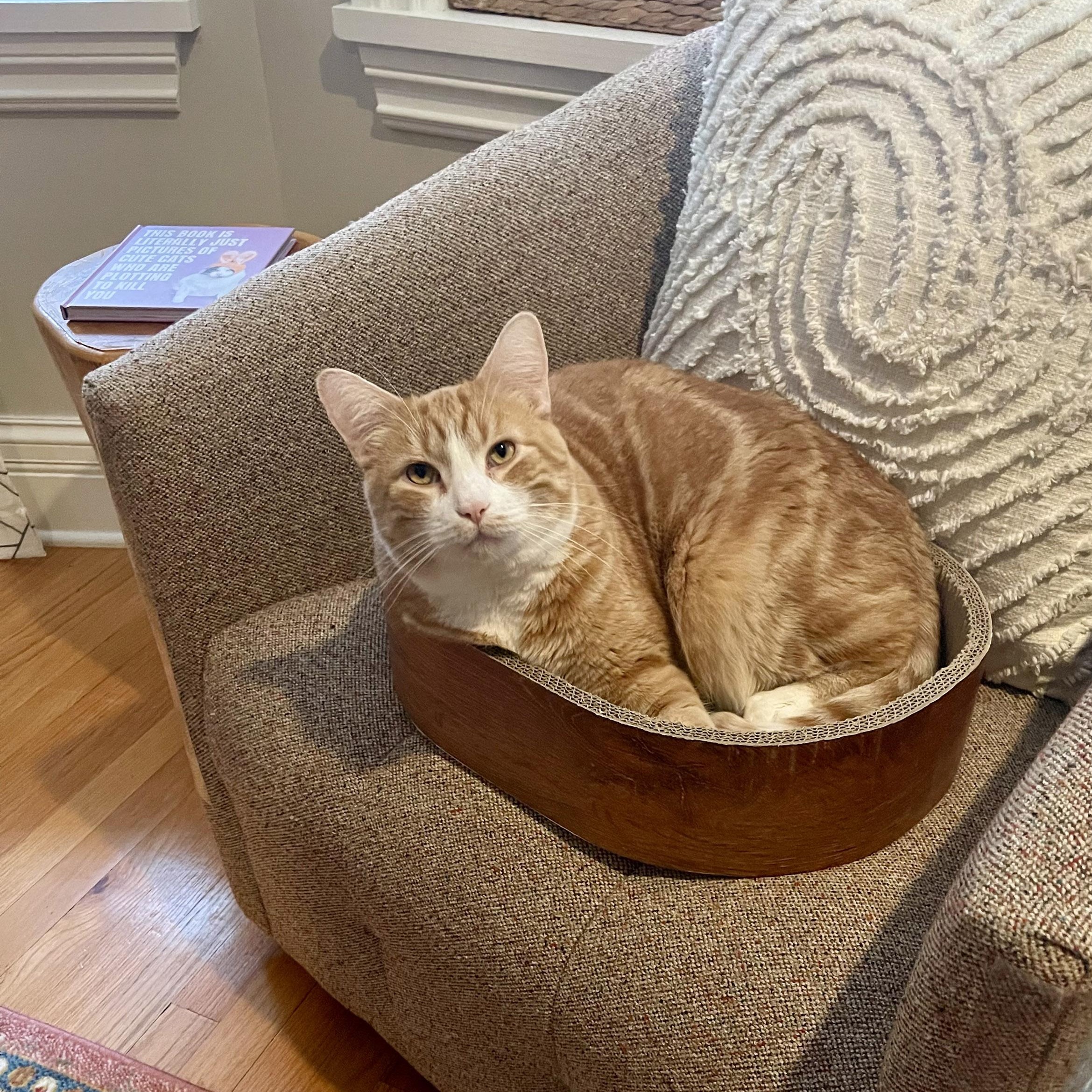 Enlarge Buddy McDoyle, a Adoption Pending Tabby in Chicago, IL image 5/6