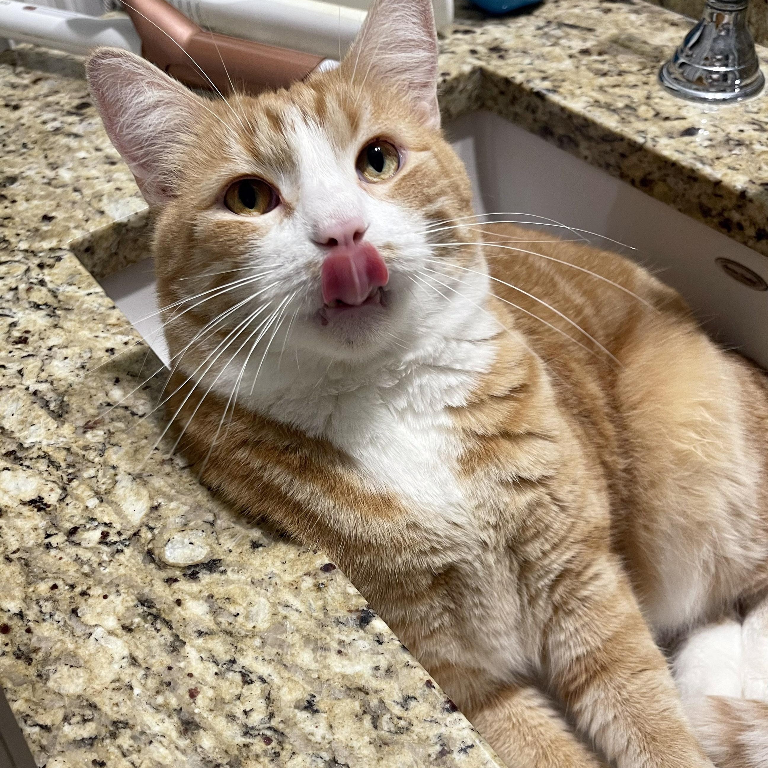 Buddy McDoyle, Adoptable, Adult Male Tabby.