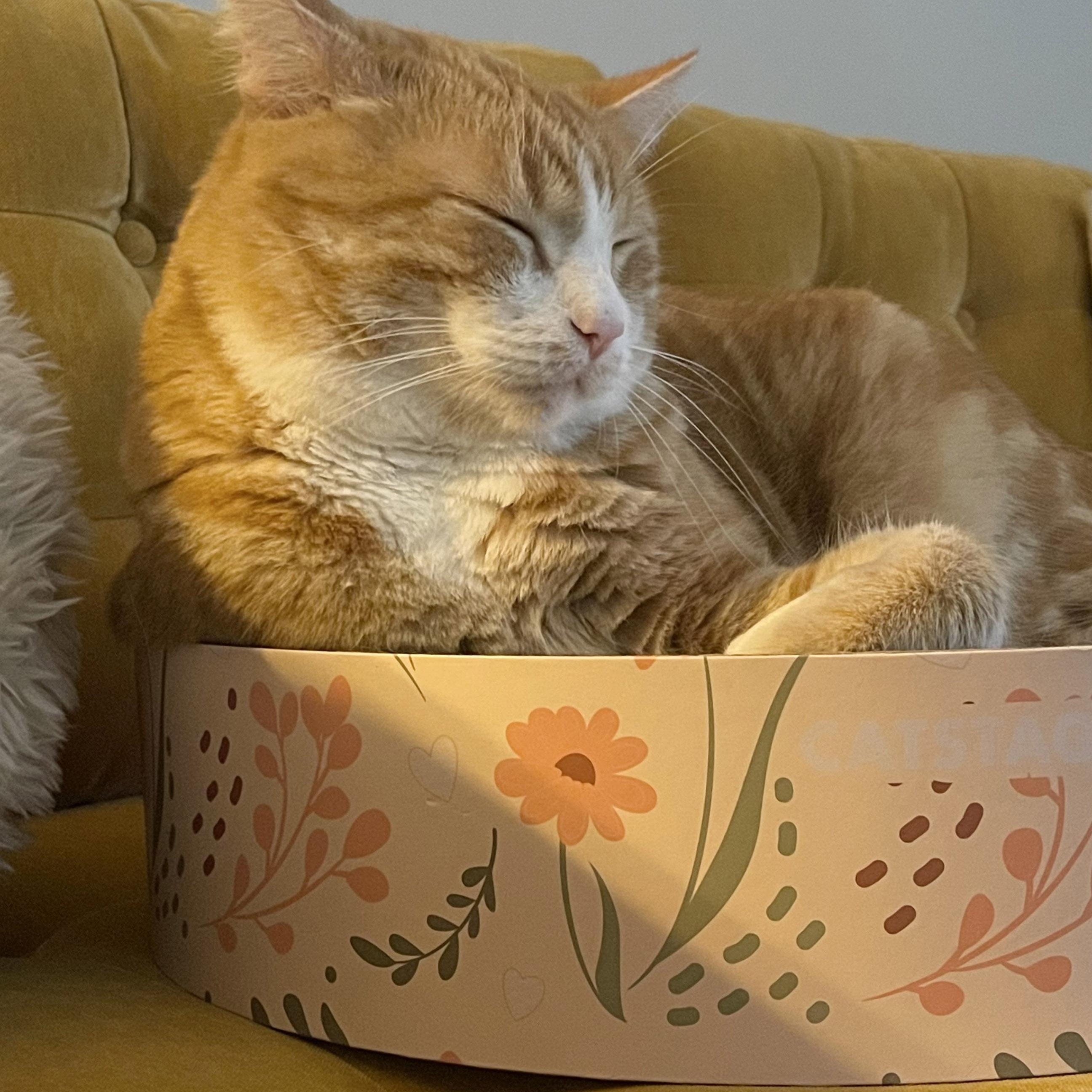 Enlarge Buddy McDoyle, a Adoption Pending Tabby in Chicago, IL image 6/6