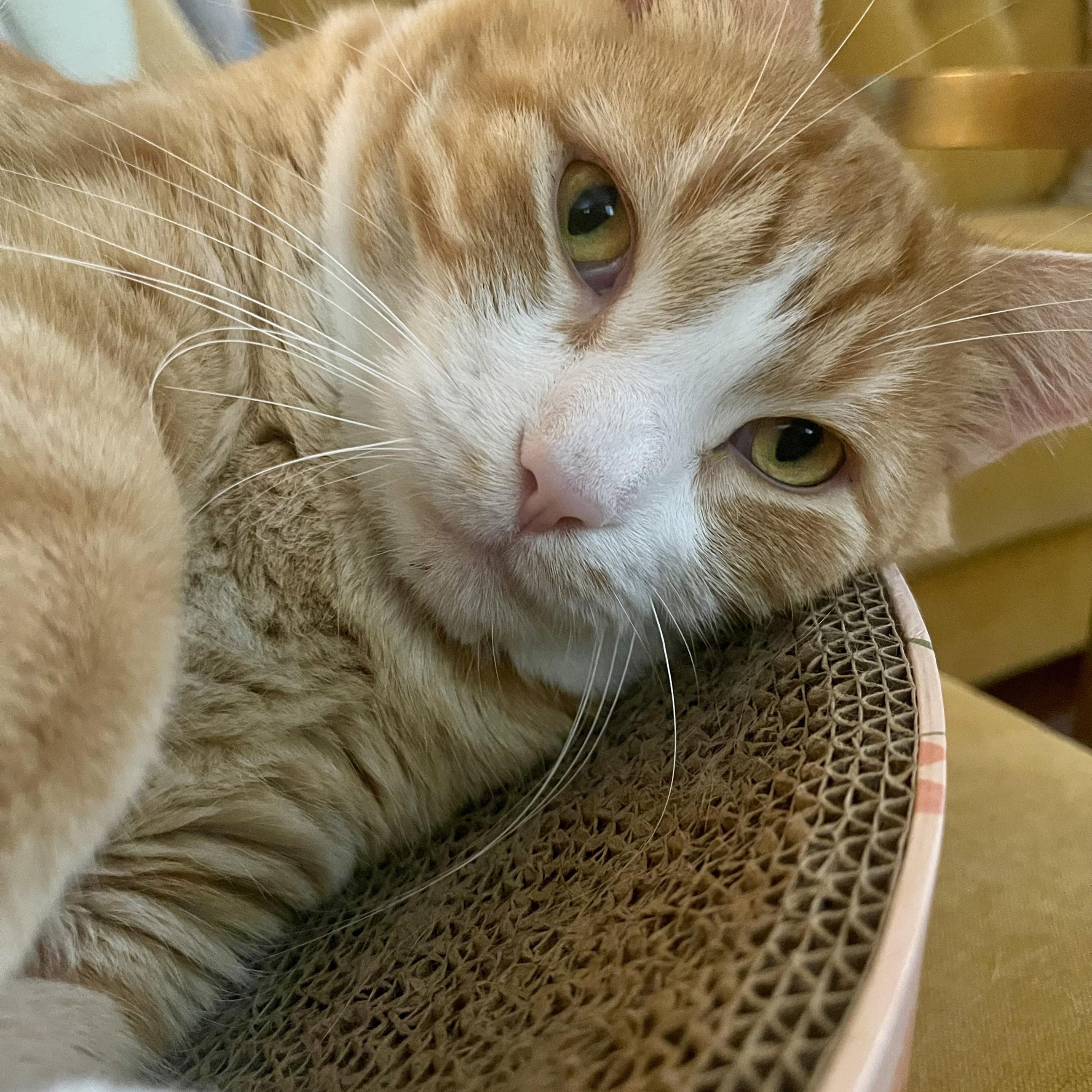 Enlarge Buddy McDoyle, a Adoption Pending Tabby in Chicago, IL image 3/6