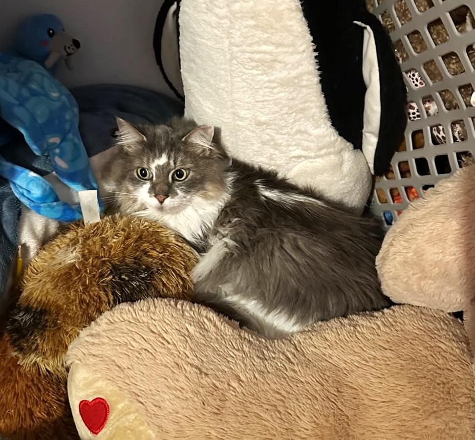 Rikki, Adoptable, Adult Male Maine Coon.