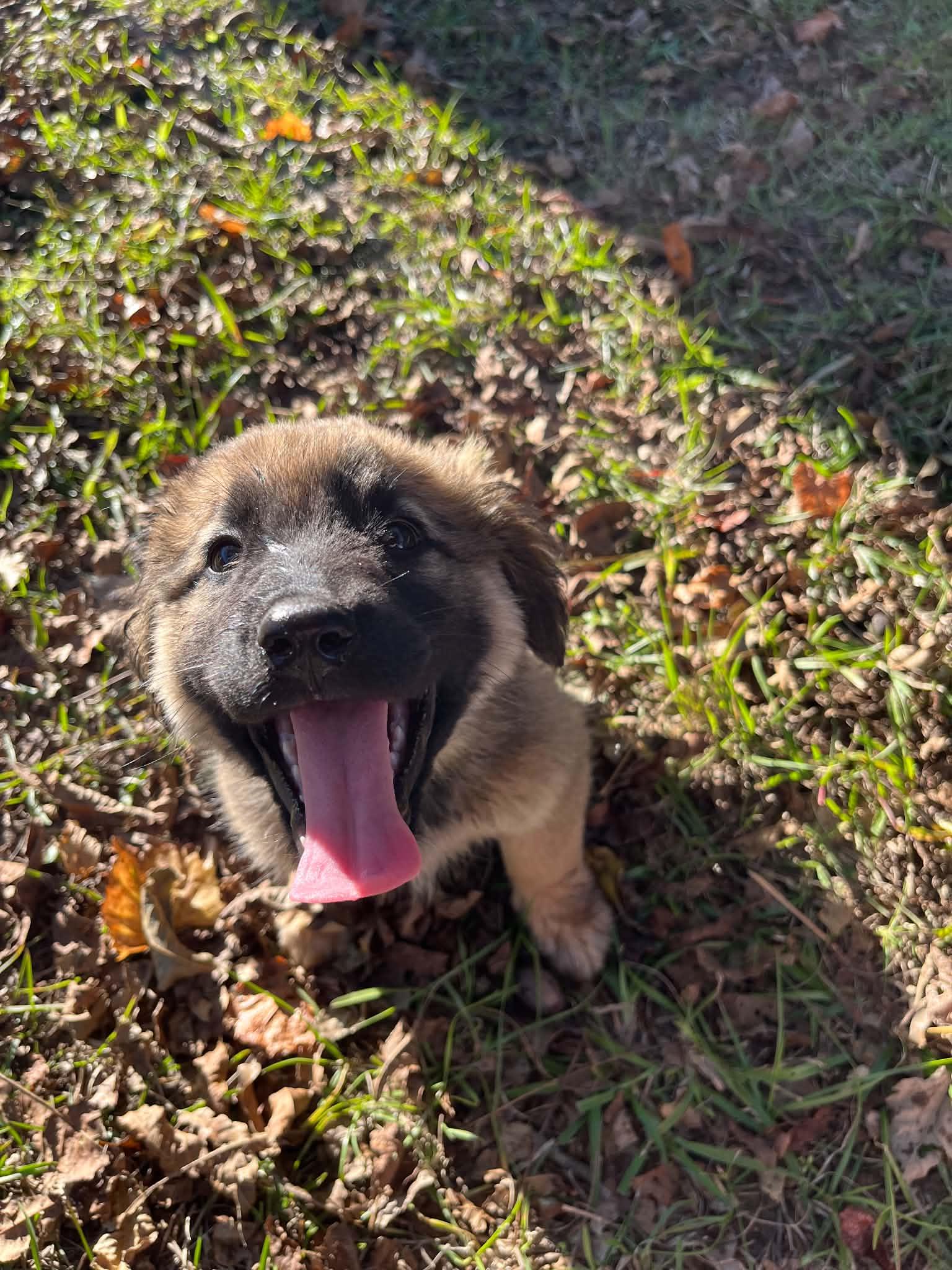 Enlarge Barnaby, a Adoptable German Shepherd Dog in Wilmington, NC image 5/5