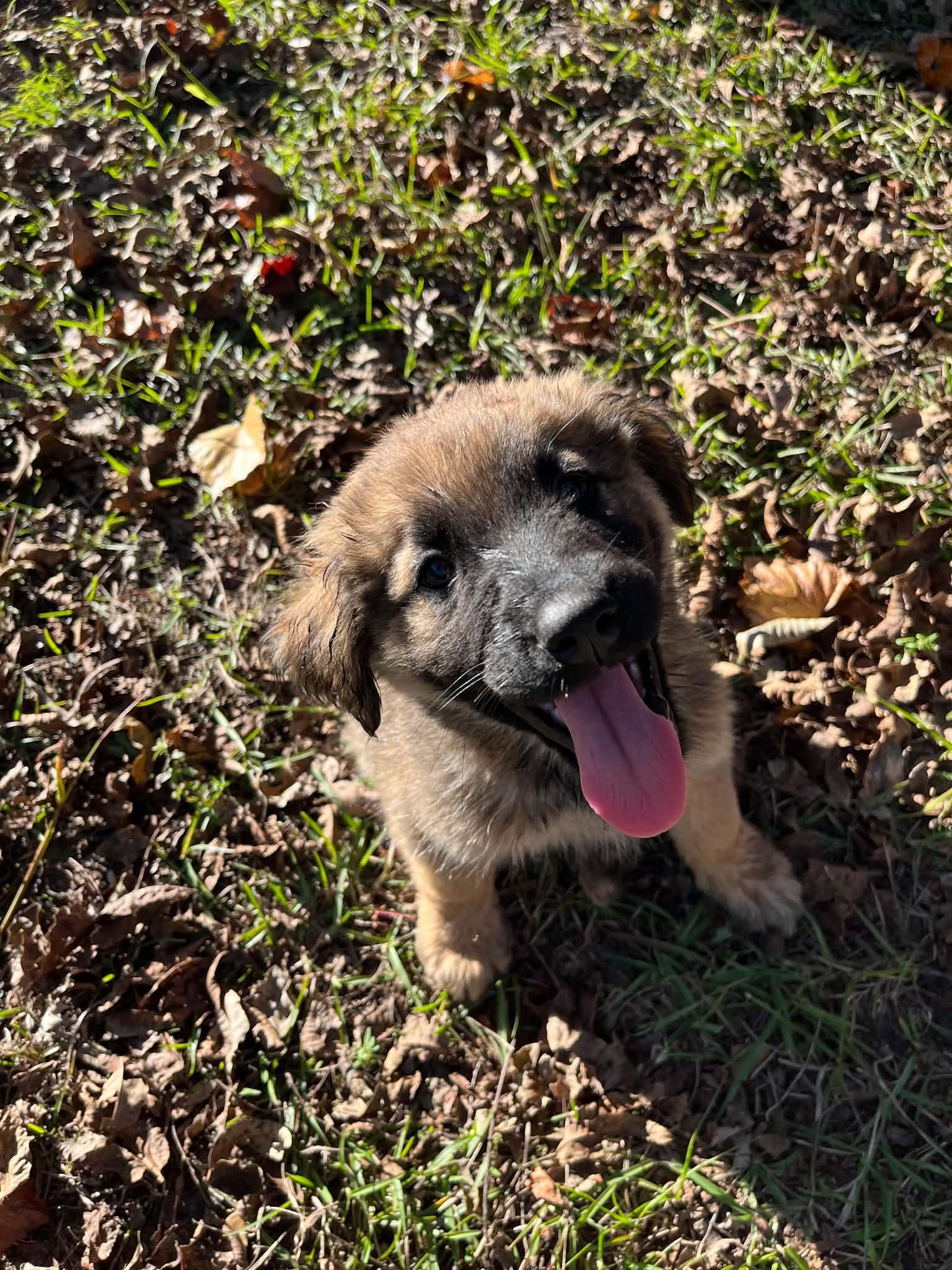 Barnaby, Adoptable, Puppy Male German Shepherd Dog.