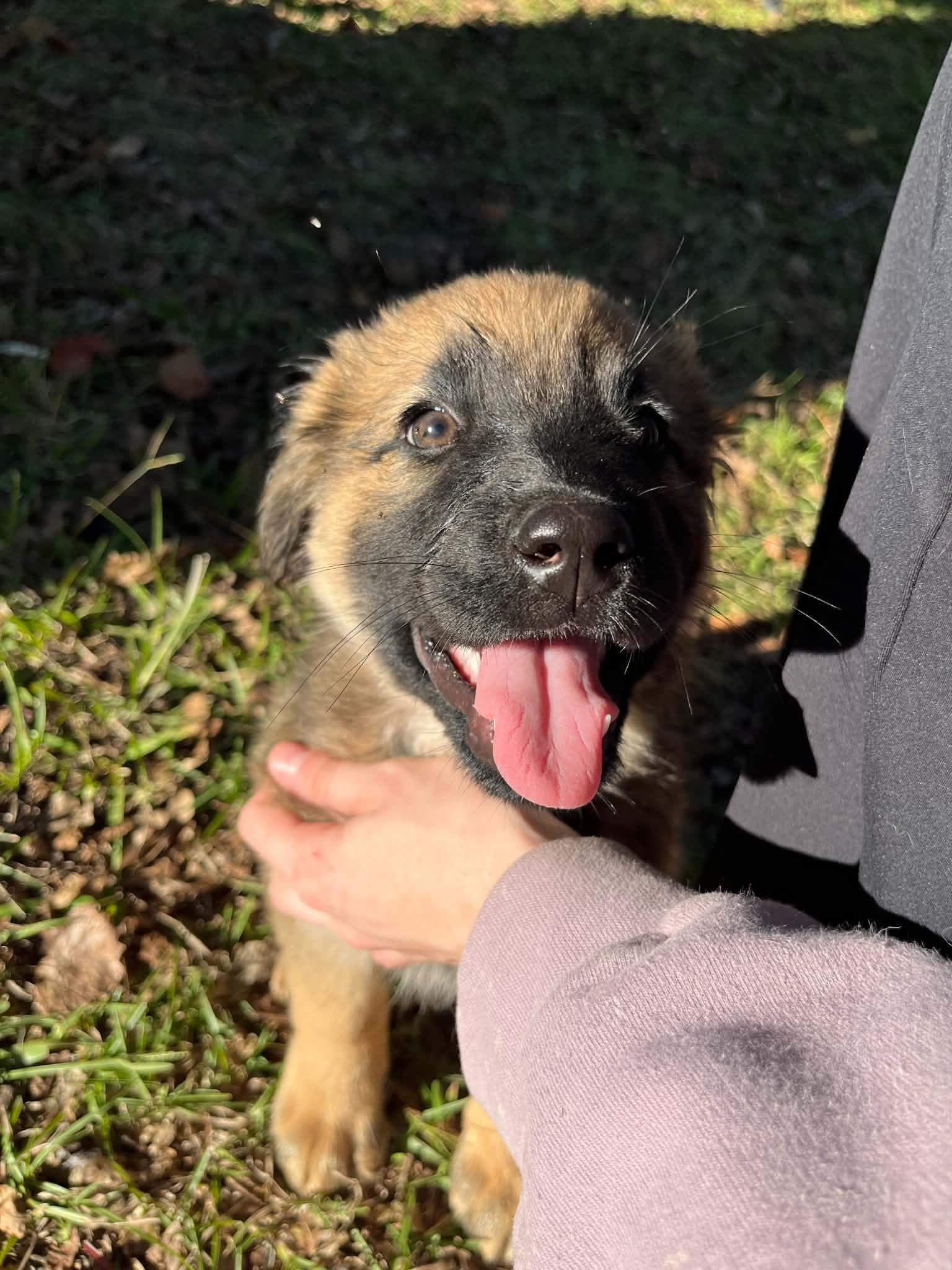 Enlarge Barnaby, a Adoptable German Shepherd Dog in Wilmington, NC image 4/5