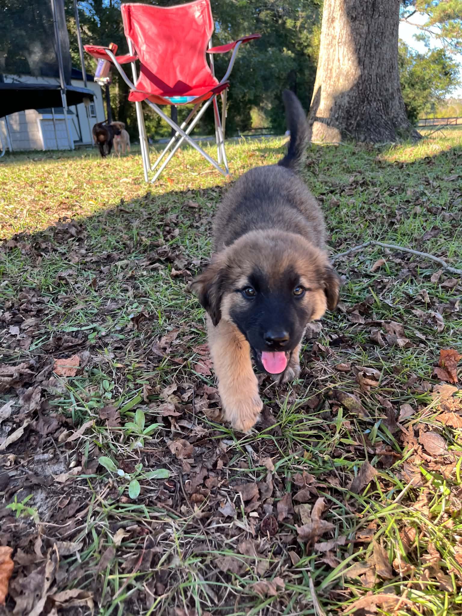 Enlarge Barnaby, a Adoptable German Shepherd Dog in Wilmington, NC image 3/5