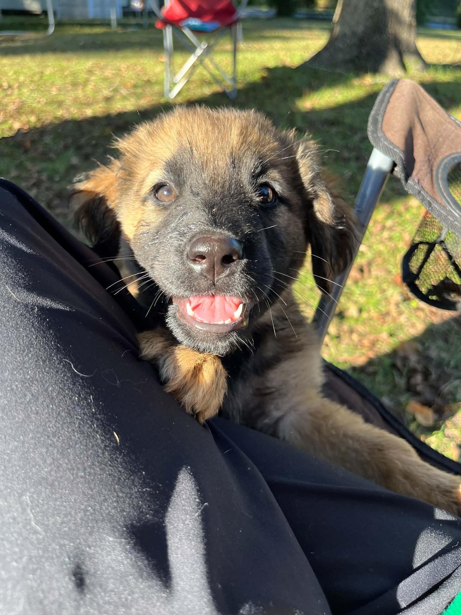 Enlarge Barnaby, a Adoptable German Shepherd Dog in Wilmington, NC image 2/5