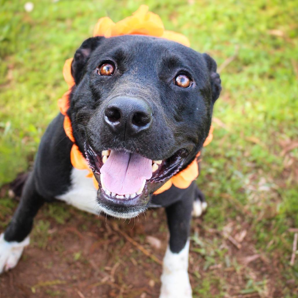 Uzumaki — thumbnail 2