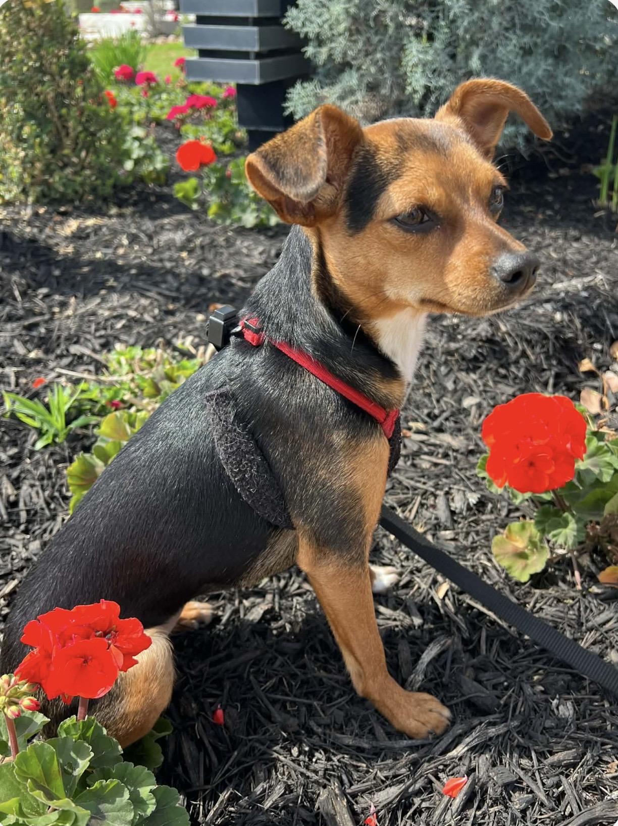 Enlarge Smokey , an adopted mixed breed in st Charles, MO image 3/6