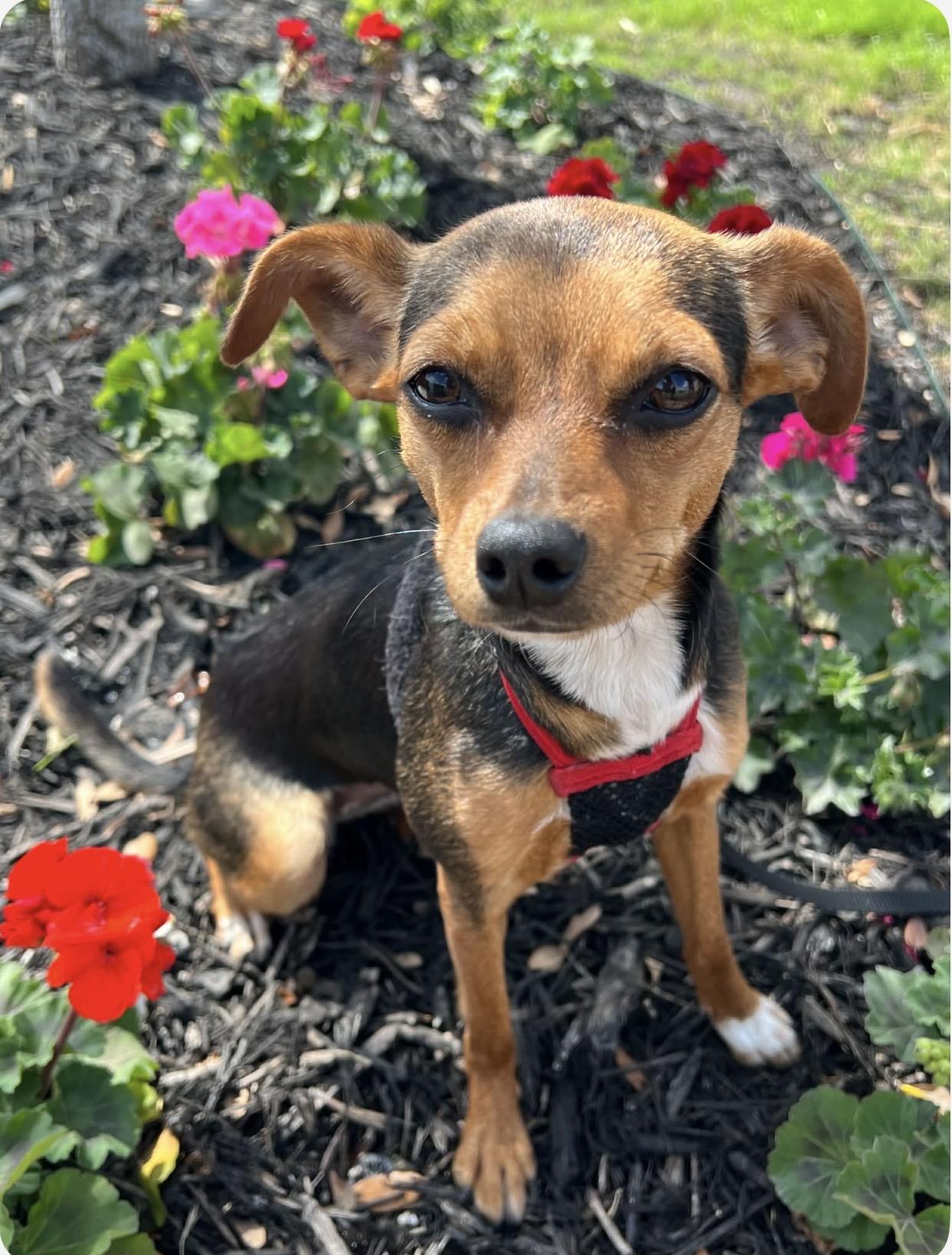 Smokey , adopted, Puppy Female Chihuahua.