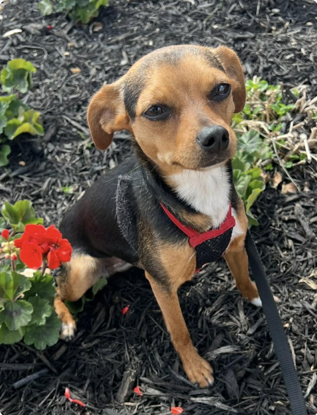 Enlarge Smokey , an adopted mixed breed in st Charles, MO image 5/6