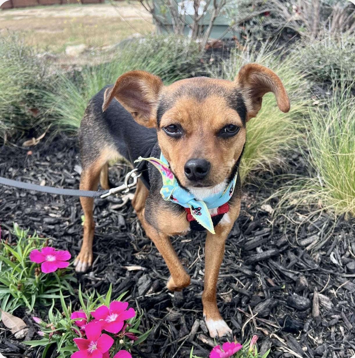Enlarge Smokey , an adopted mixed breed in st Charles, MO image 4/6