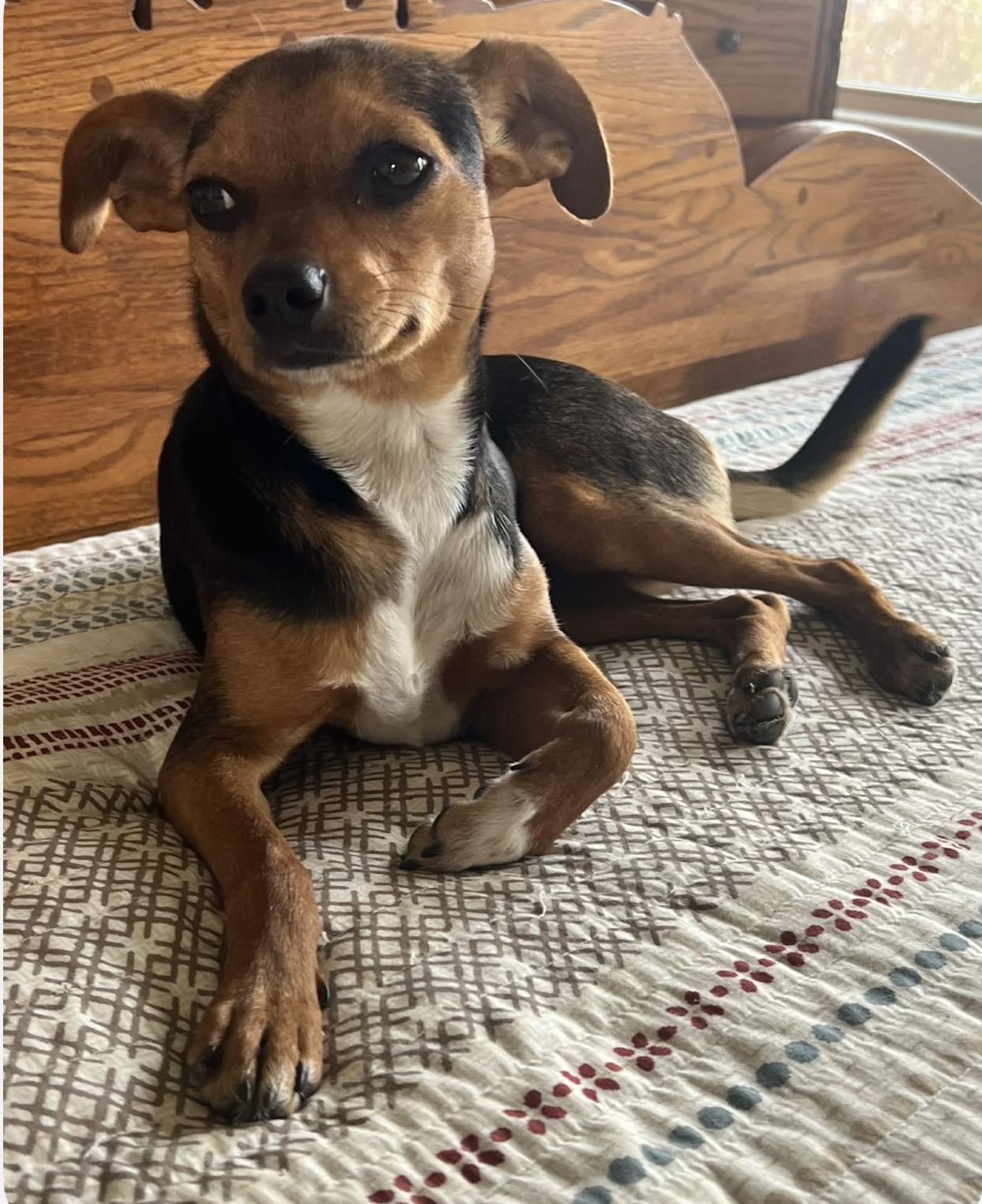 Enlarge Smokey , an adopted mixed breed in st Charles, MO image 6/6