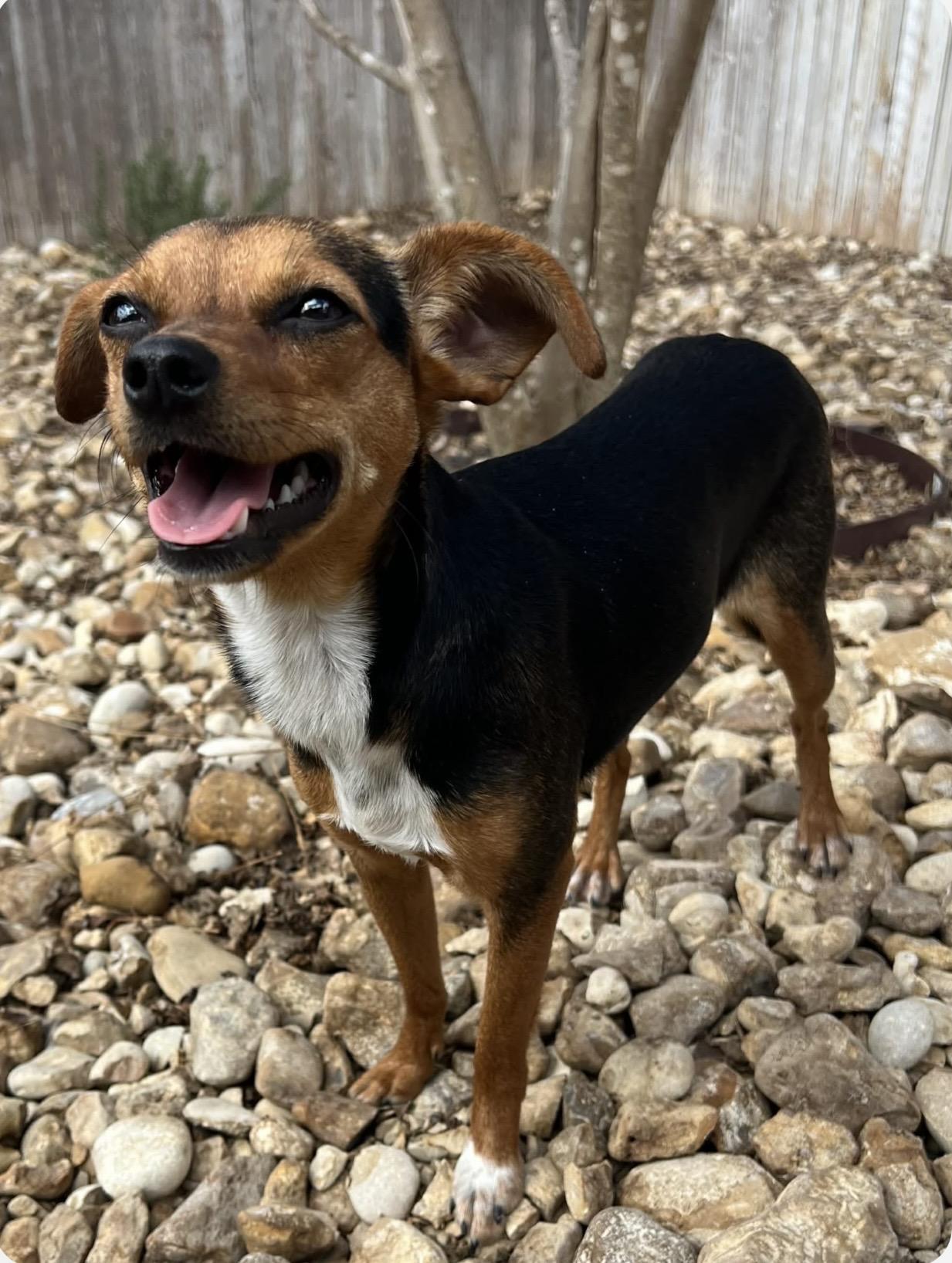 Enlarge Smokey , an adopted mixed breed in st Charles, MO image 2/6