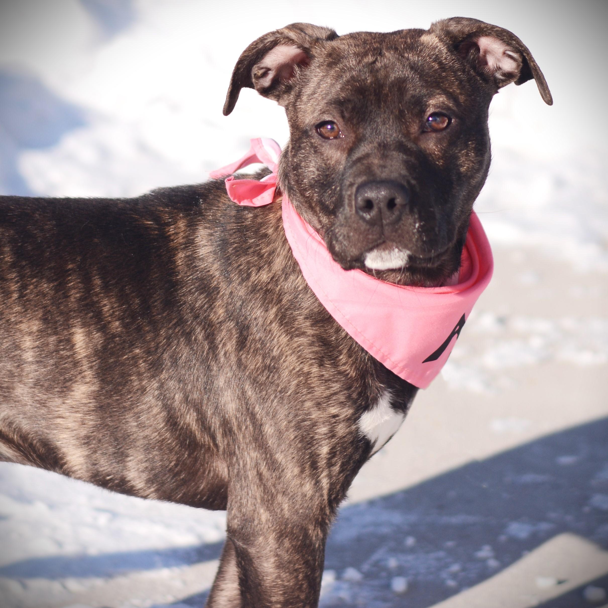 Enlarge Daisy, an adopted mixed breed in Amsterdam, NY image 5/5