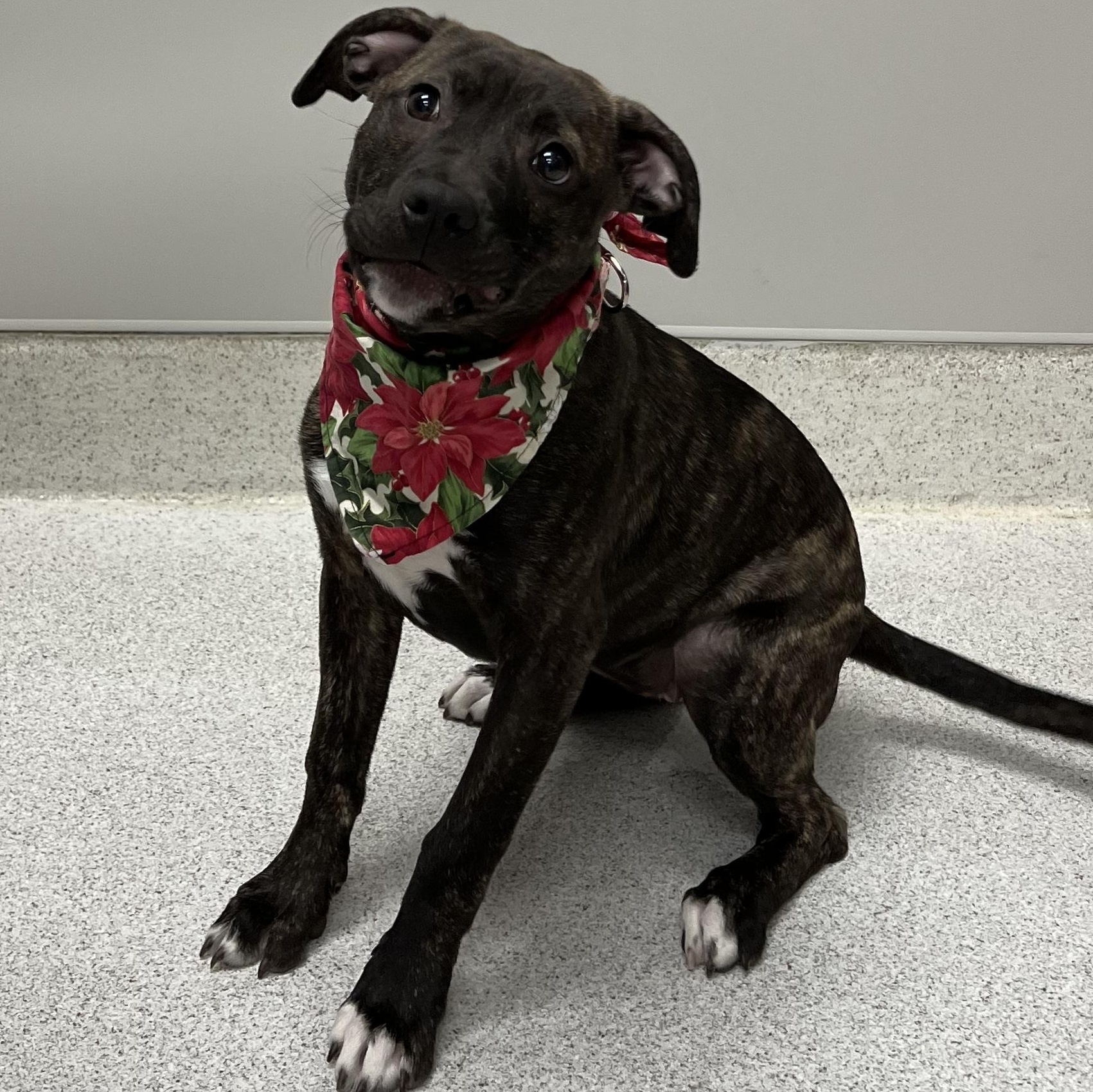 Enlarge Daisy, an adopted mixed breed in Amsterdam, NY image 4/5