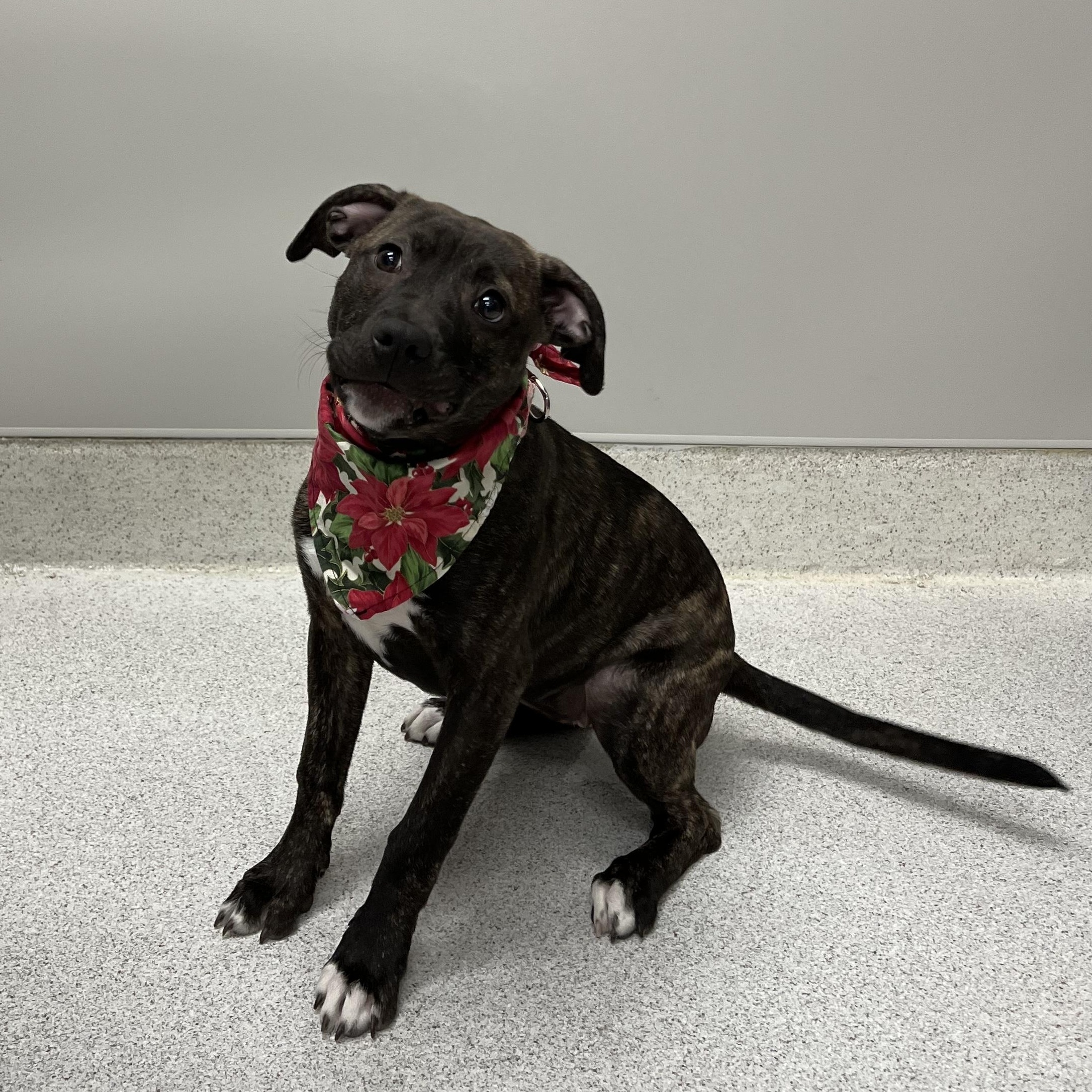 Enlarge Daisy, a ADOPTABLE mixed breed in Amsterdam, NY image 1/1