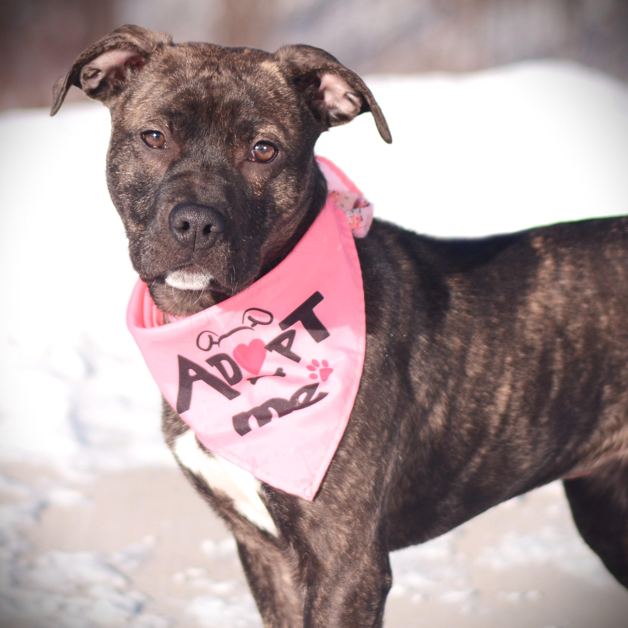 Daisy, ADOPTABLE, Young Female Labrador Retriever & Pit Bull Terrier.
