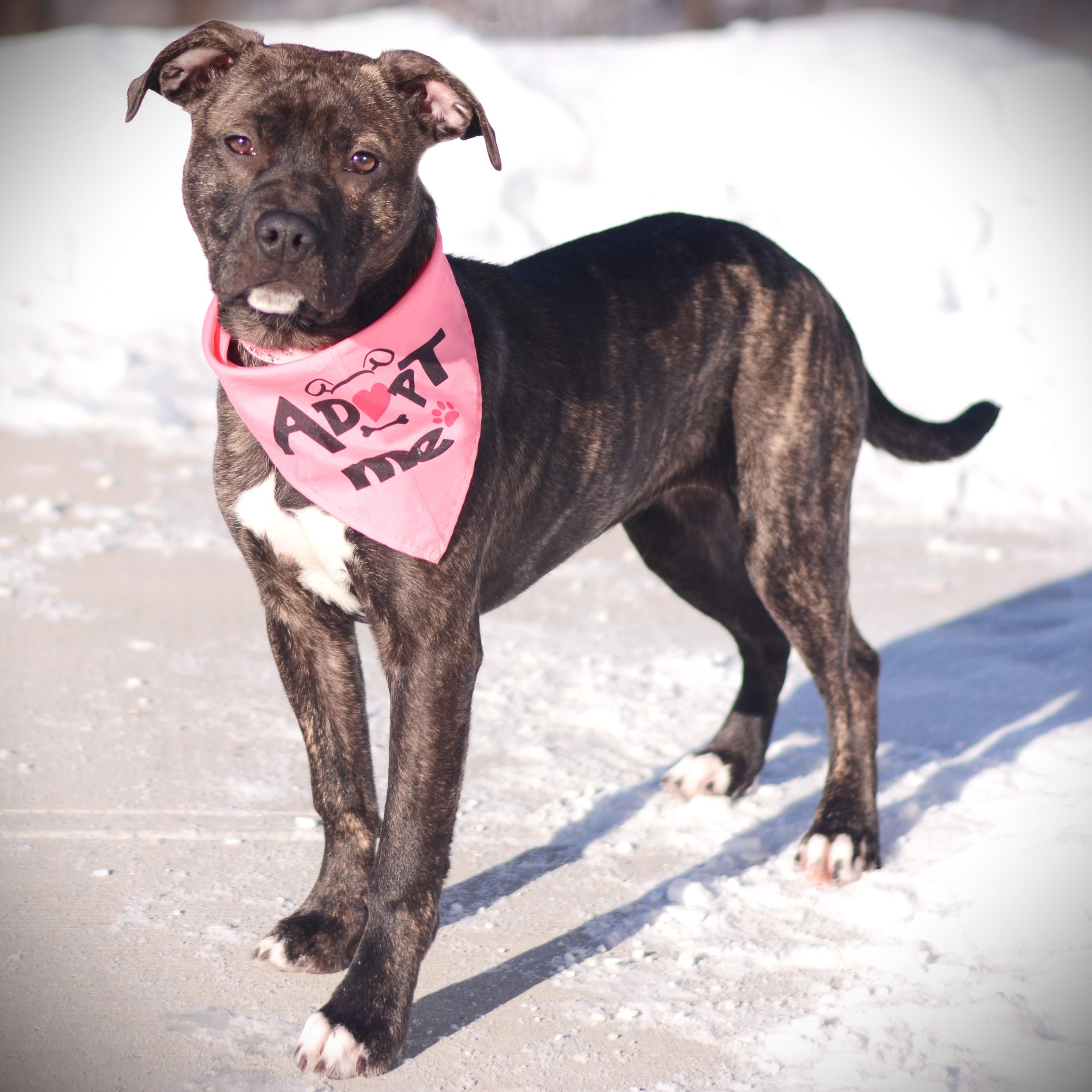 Enlarge Daisy, an adopted mixed breed in Amsterdam, NY image 3/5